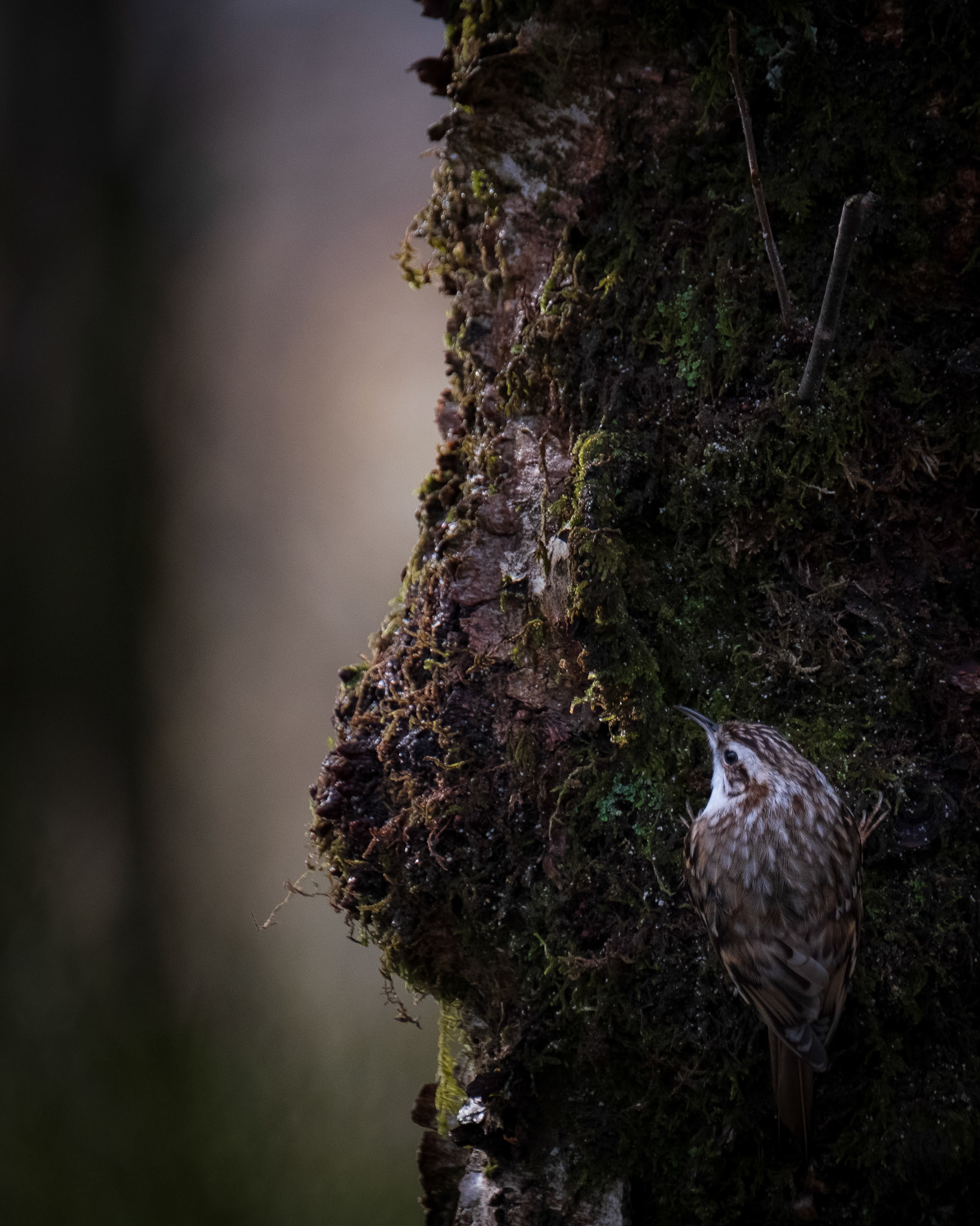 Trekryper (Treecreeper). Stend -Fana.