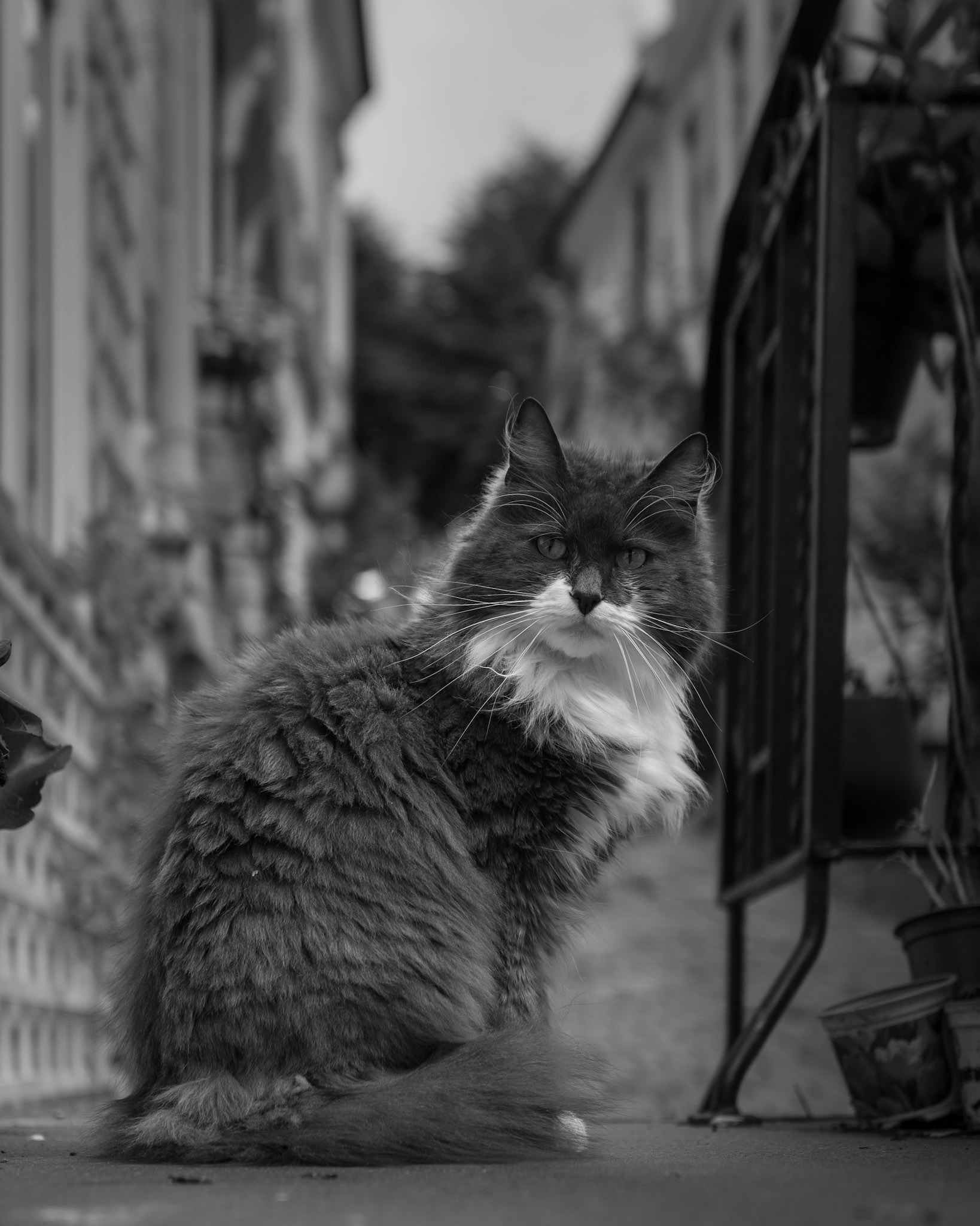 Kattur i Knøsesmauet