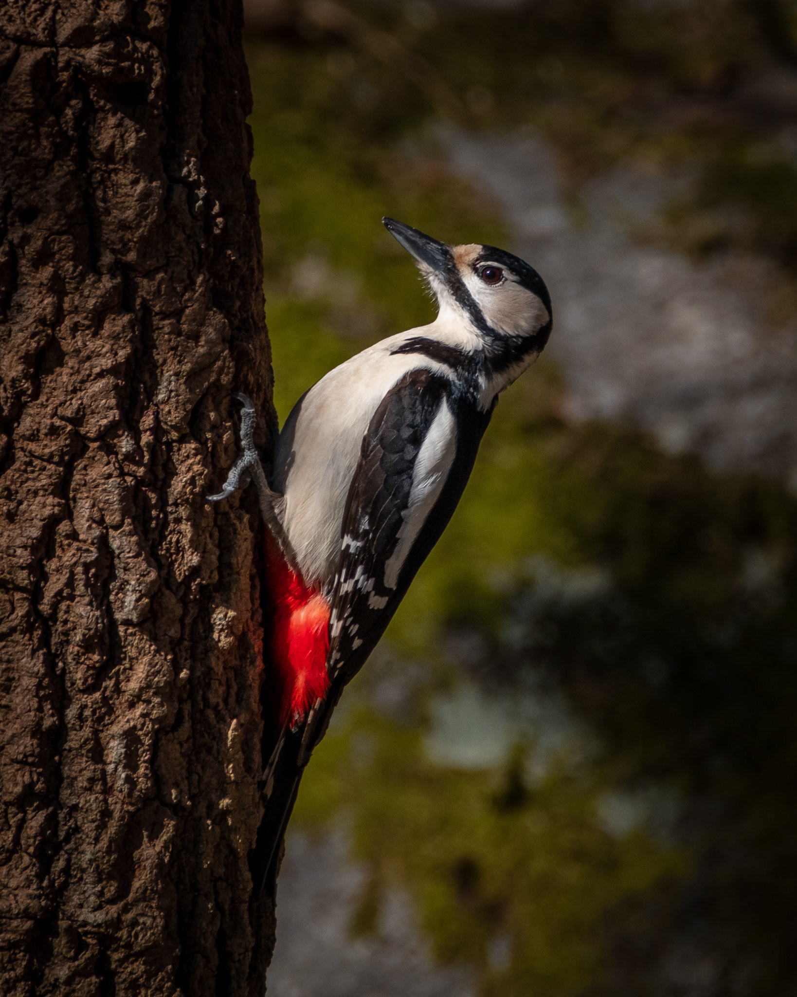 Flaggspett )Great spotted Woodpecker ), Stend - Fana.