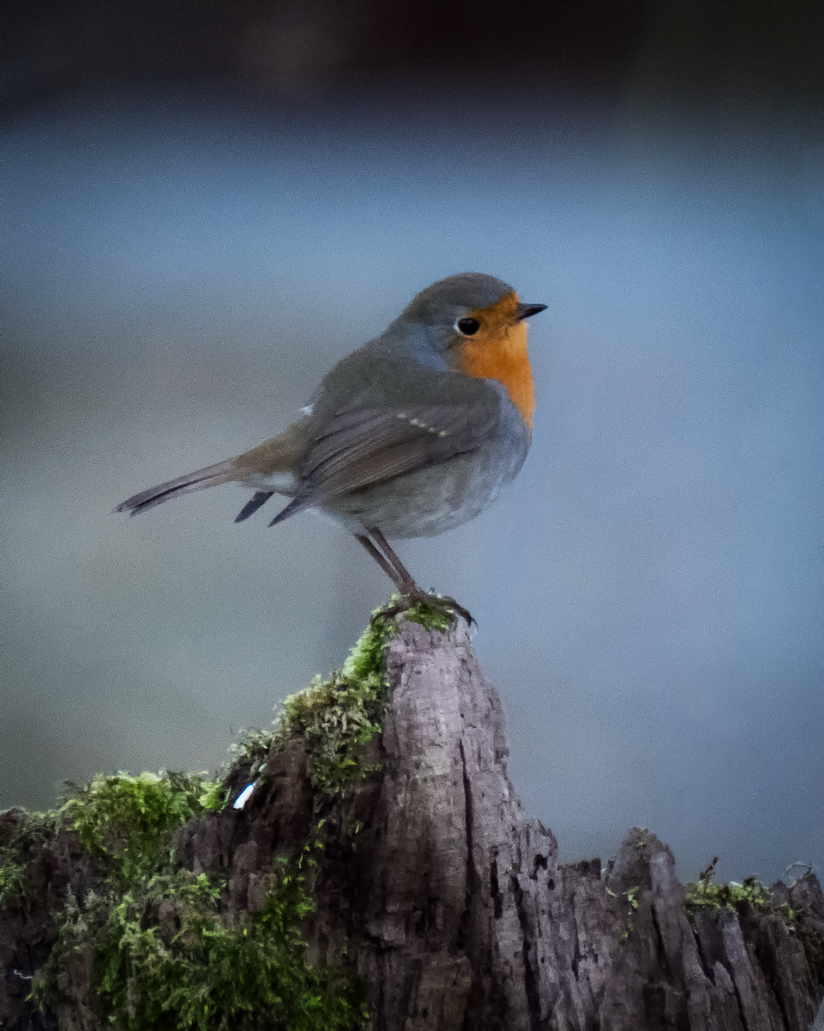 Rødstrupe (Robin), Stend - Fana.
