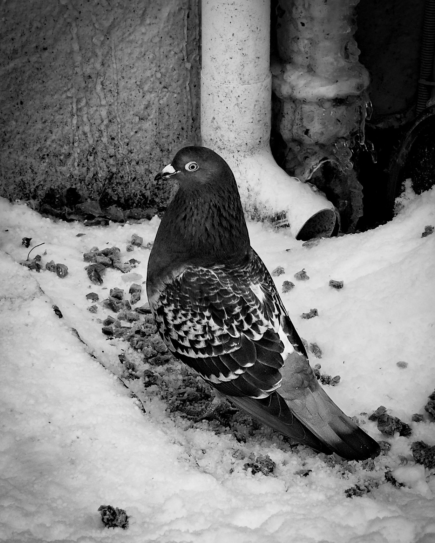 Det fantes ingen kvinne som henne. Hun var mild som en due og modig som en løvinne. Andrew Jackson