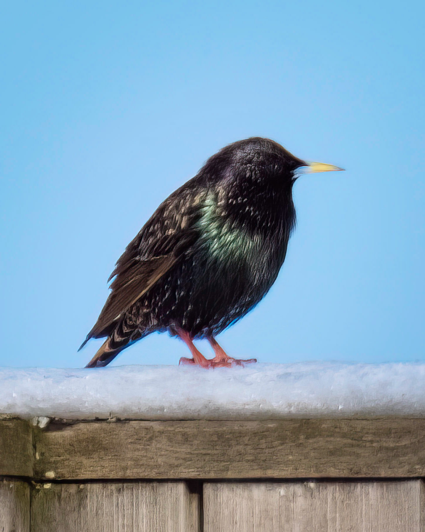 Stær (Common Starling), Herdla - Askøy.