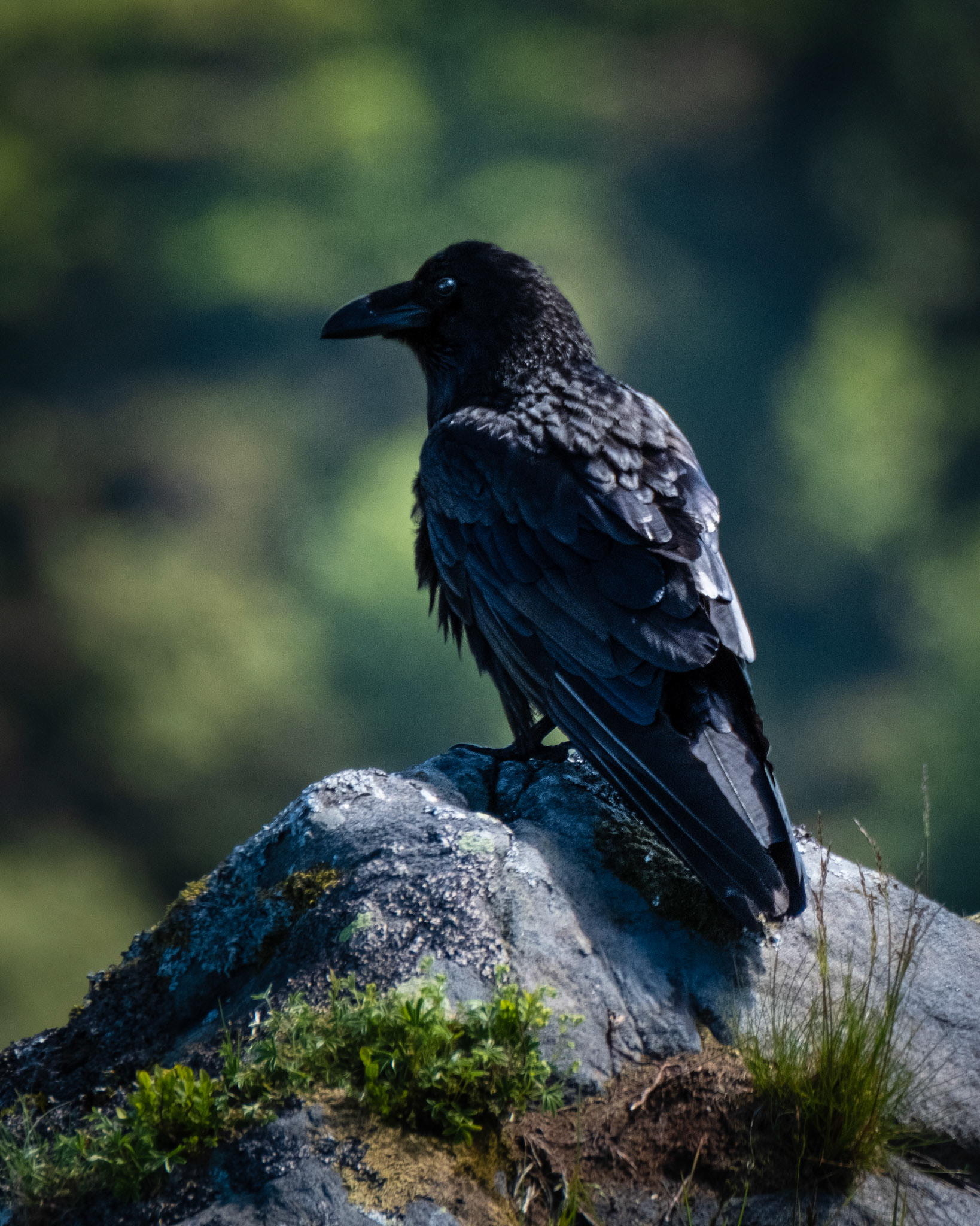 Ravn (Raven), Veten - Bergen.