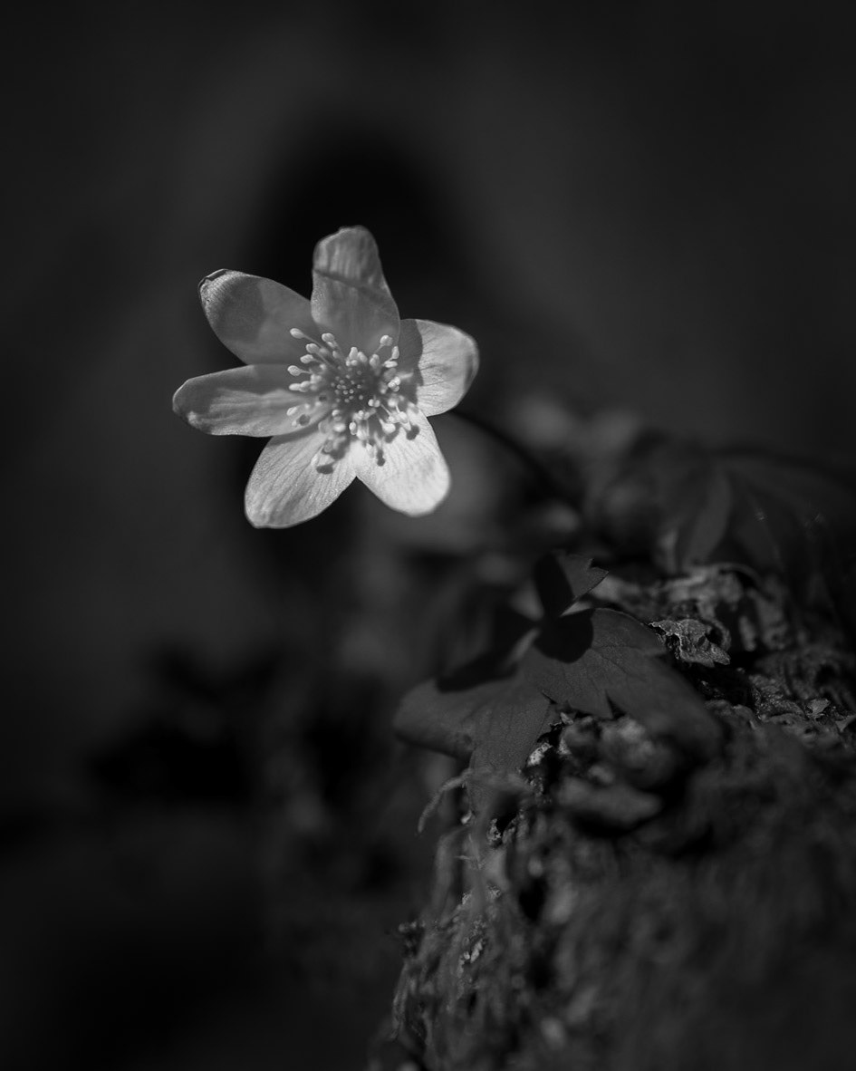 "I neste liv vil jeg bli en blomst som du kan lukte på."  Lars Kilevold