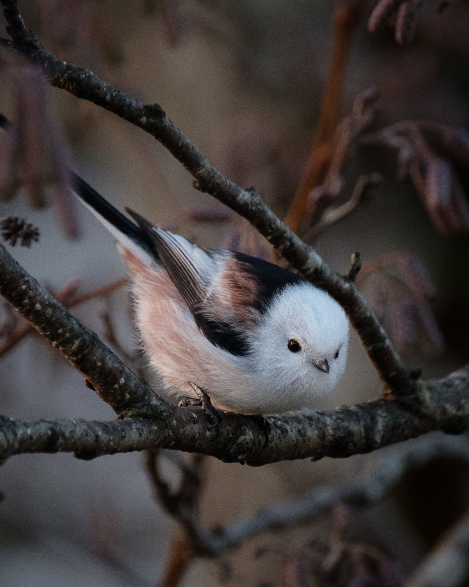Stjertmeis (Longtailed Tit) Nesttunvatnet.