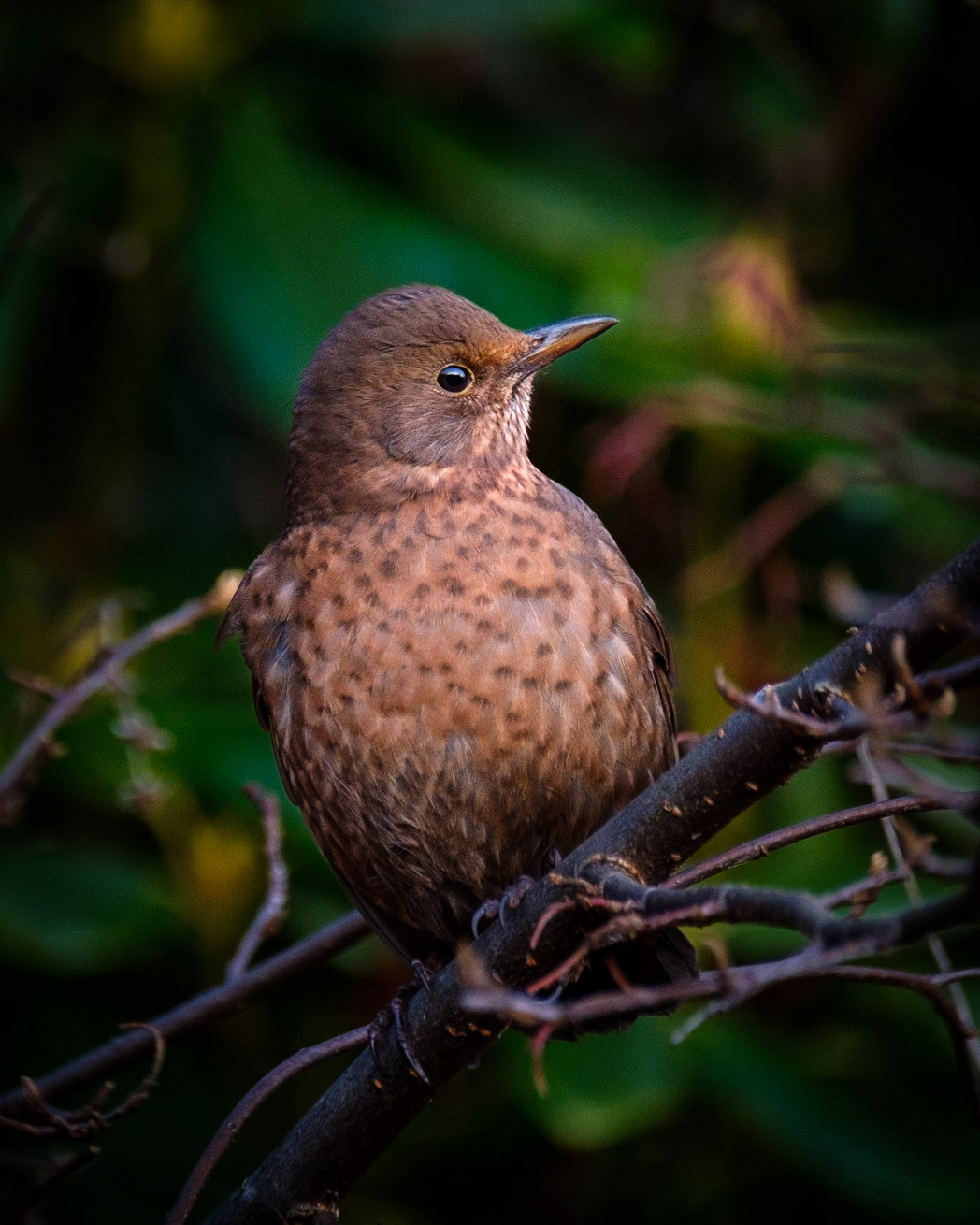 Svarttrost (Eurasian Blackbird), Forskjønnelsen - Bergen.