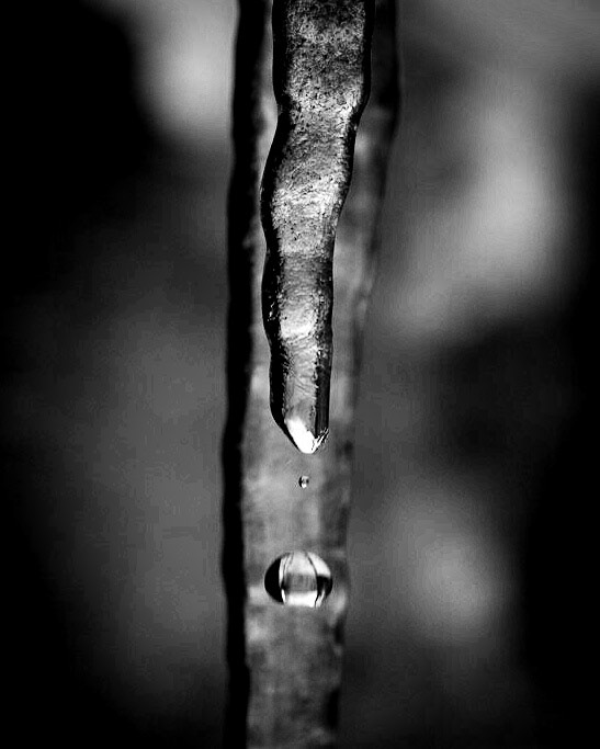 For slik er det med musikk, at i motsetning til vanlig varme, molekylers kollisjon, så søker musikkens temperatur nedover, for å smelte istappene i øynene våre, tenne bål i ørene, tine hjertene og ta telen ut av jorden. Lars Saabye Christensen