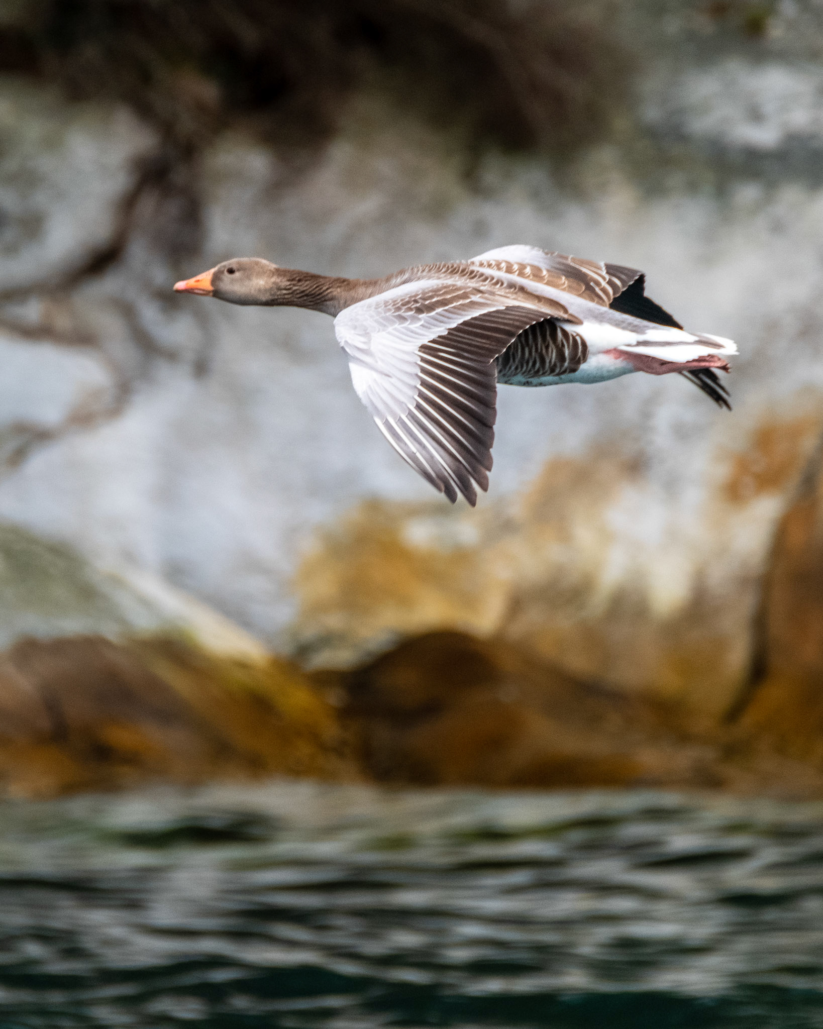 Grågås (Greyleg Goose), Herdla - Askøy.
