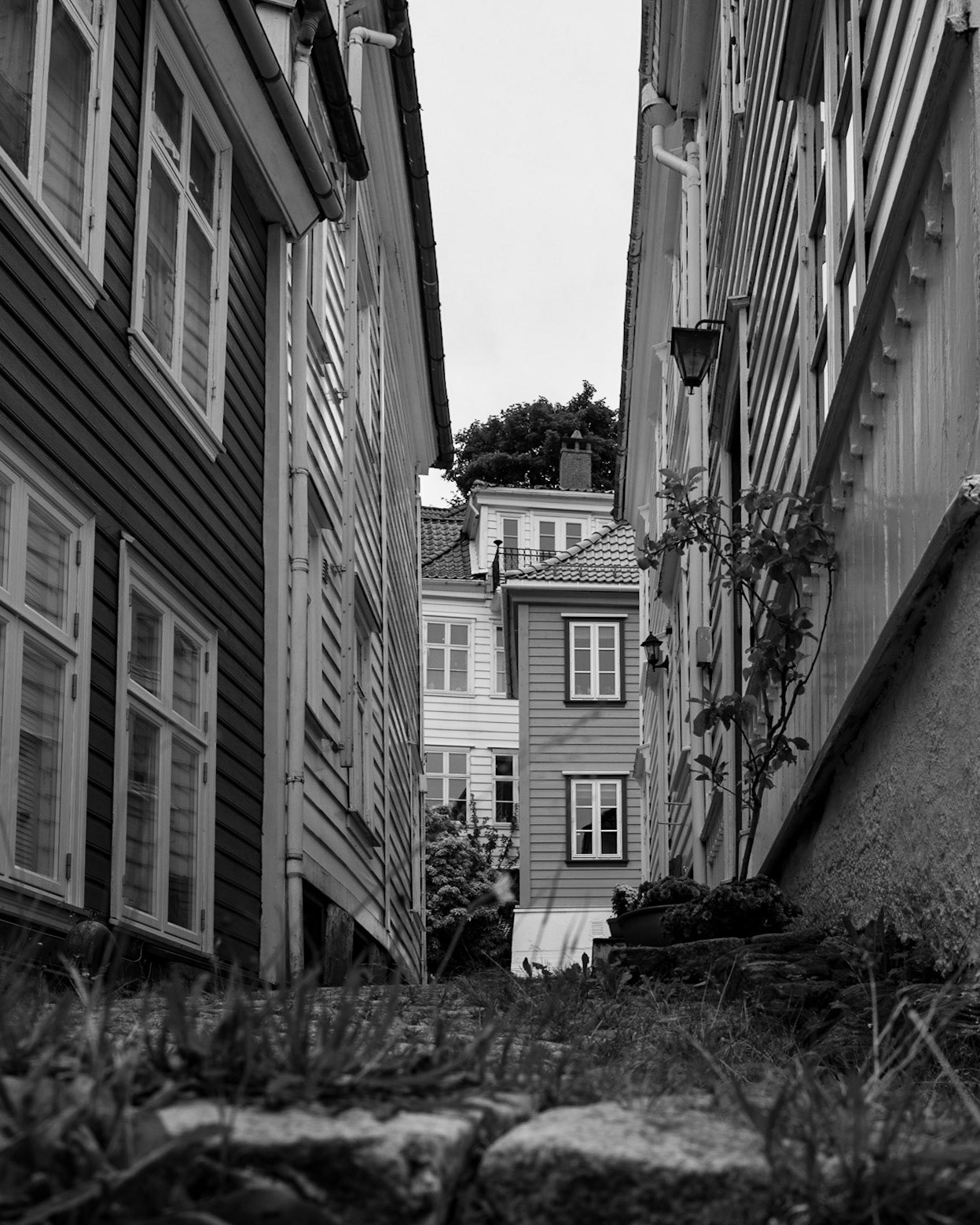 Den misunneliges hus blomstrer ikke. Finske ordtak