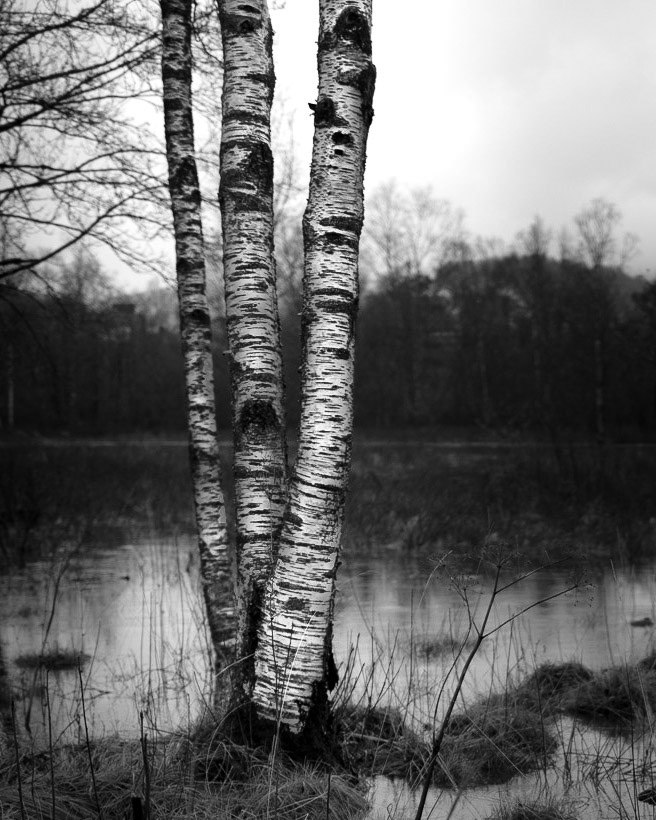 Hvis man selv er utålmodig, gjør det godt å se på treet. Kanskje innse at som treet føler også menneskene en vekstprosess man ikke kan skynde på. Vera Henriksen