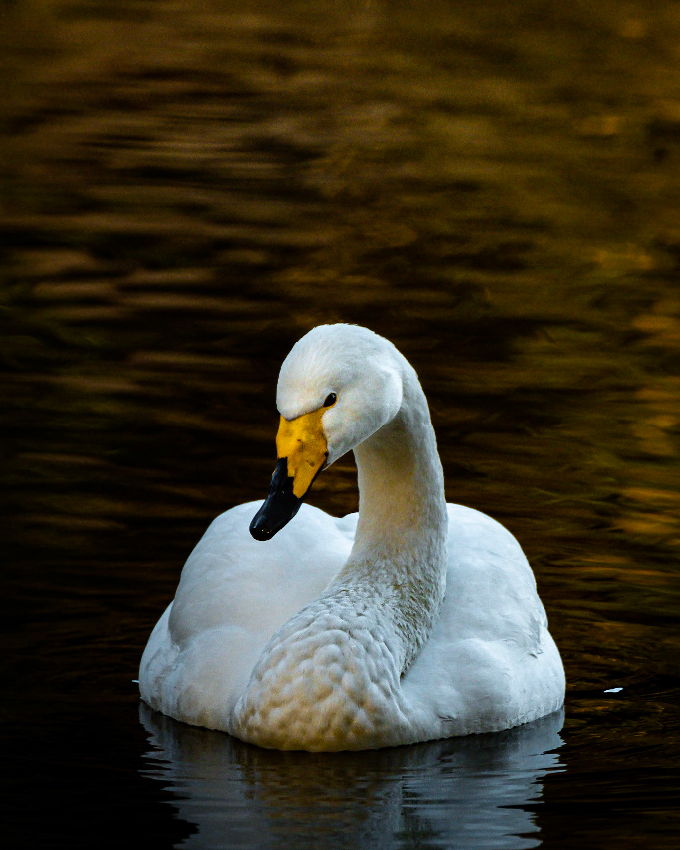 Sangsvane (Wooper Swan), Hamretjørna - Bergen.