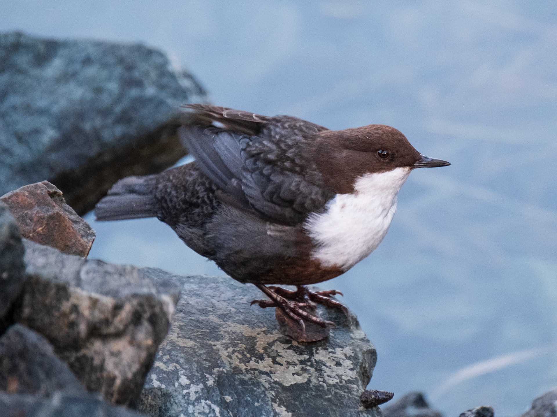 Fossekall (Dipper), Hamretjørna - Bergen.