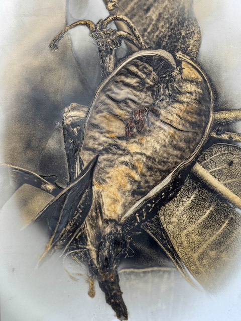 Milkweed