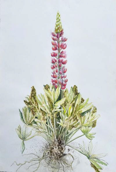 Lupine