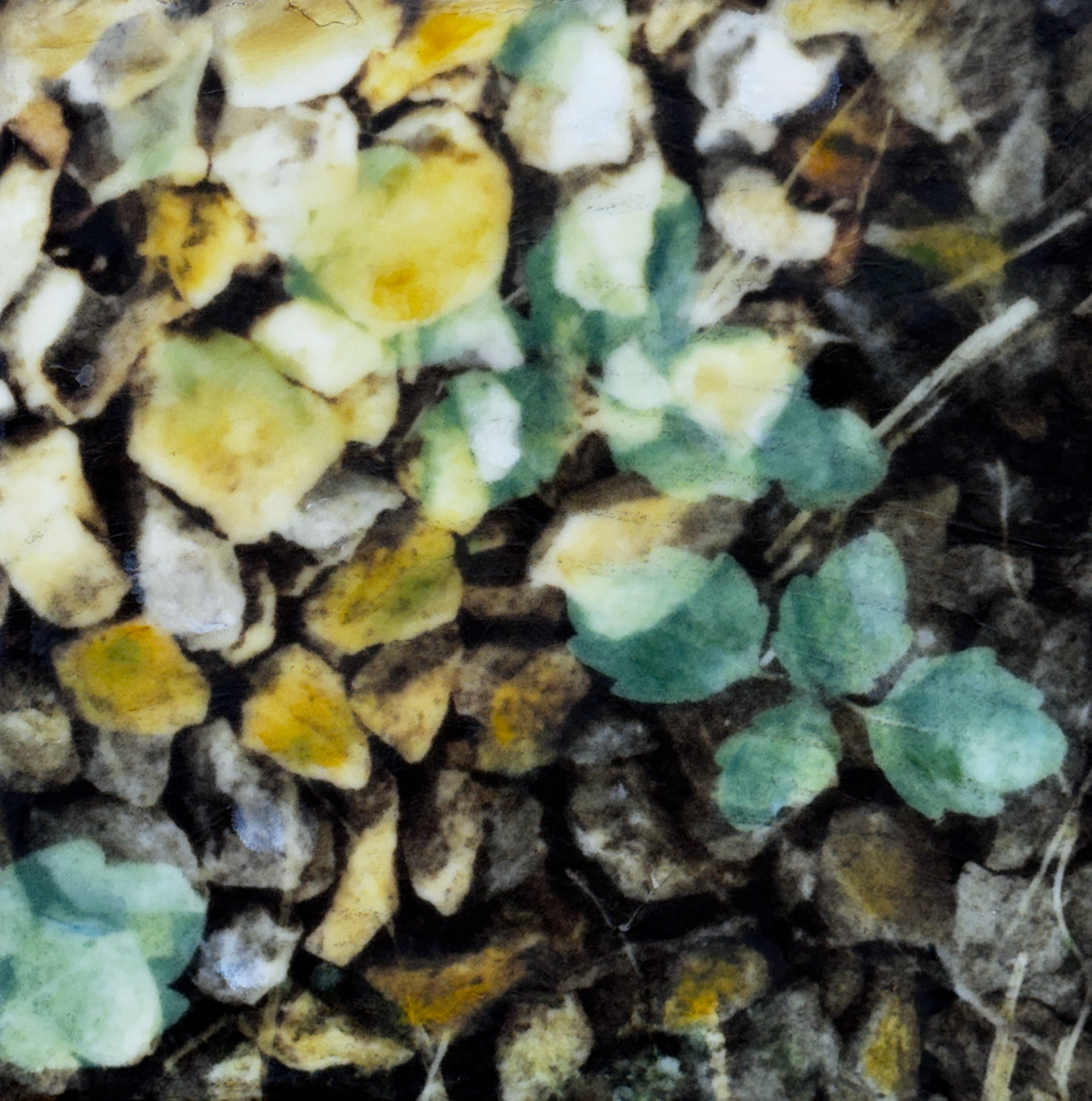 Forest Floor Mosaic