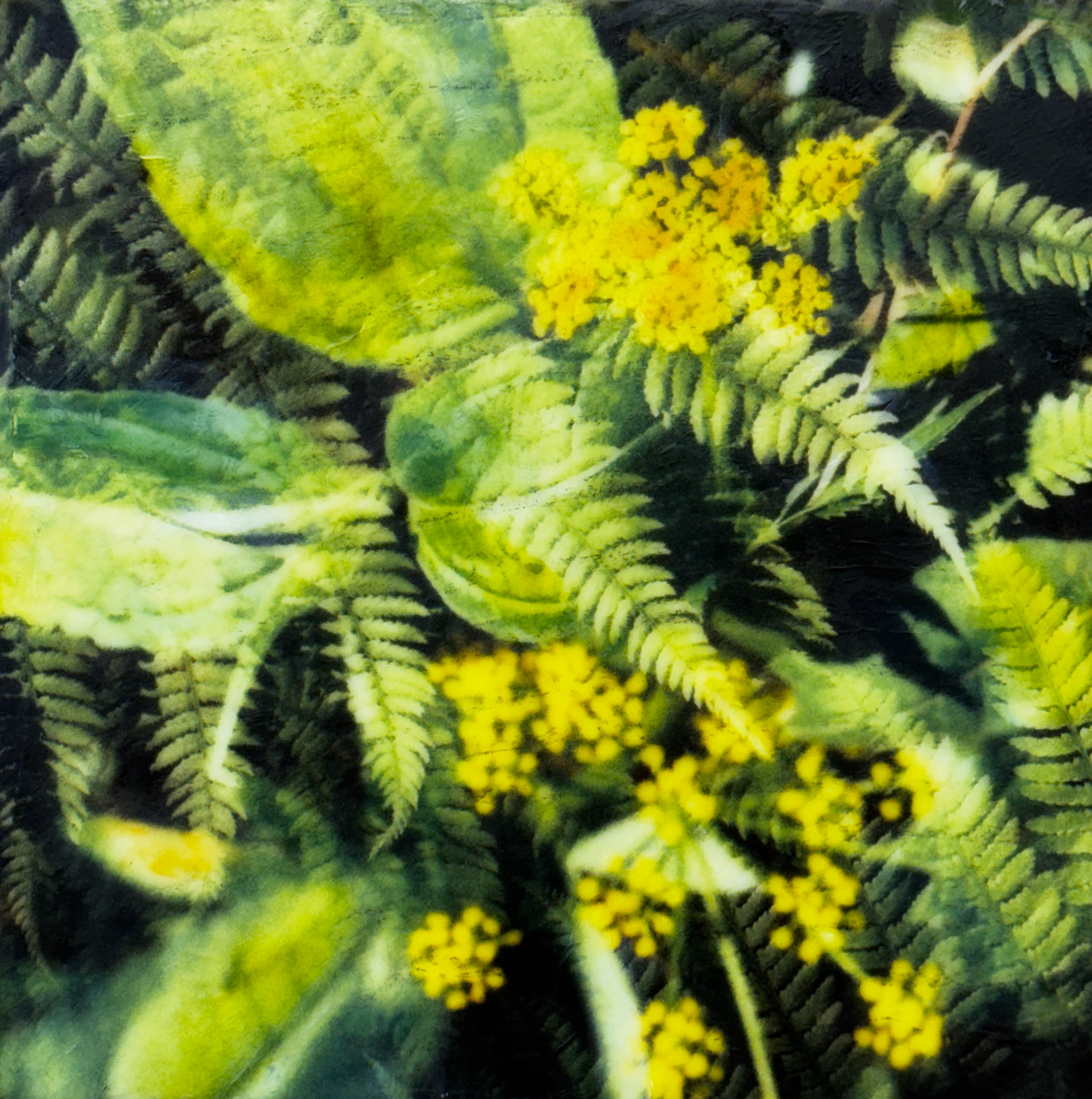 Wild Blooms Sunlit Ferns