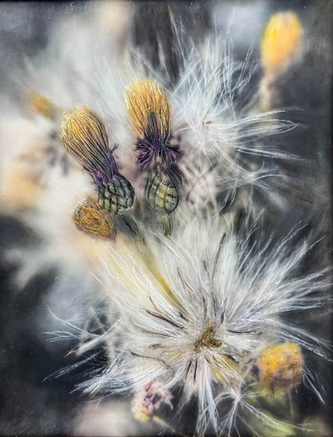 Thistle II