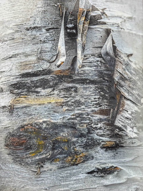 Peeling Birch Bark