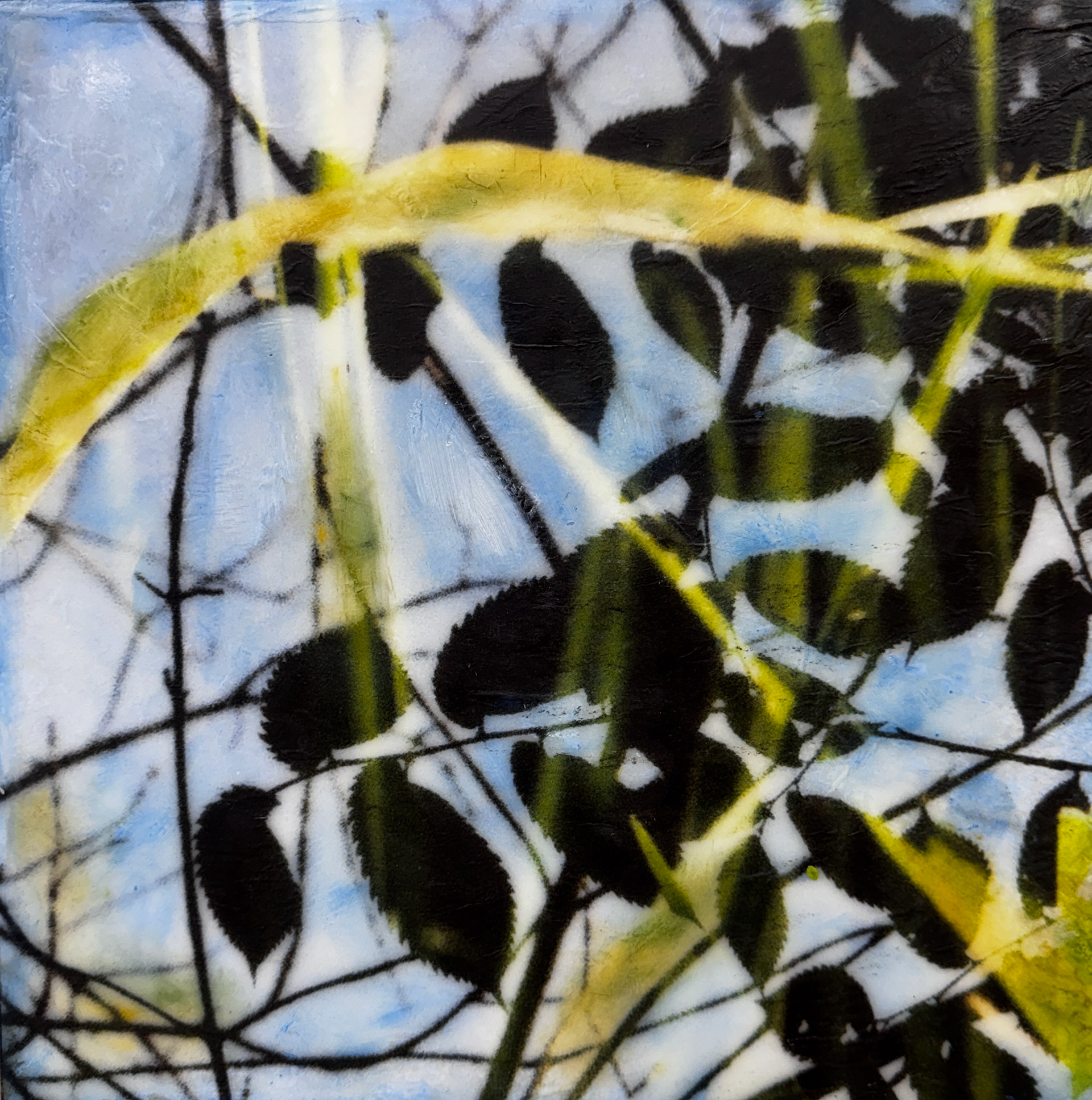 Tangled Shadows