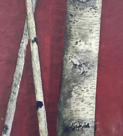 Birch on Red