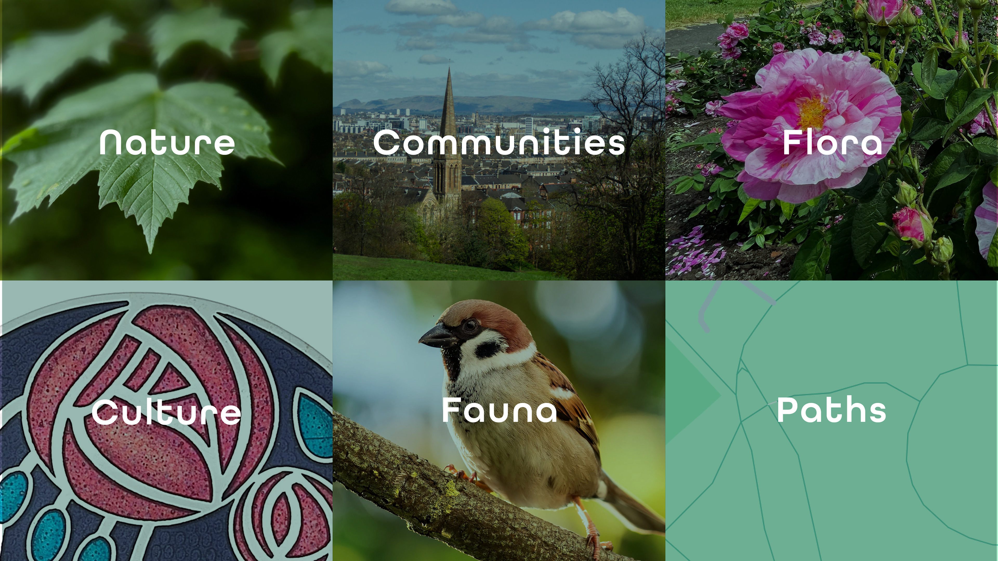 Moodboard of visual elements inspiring the new Friends of Queen’s Park logo: flora, fauna, pathways, Mackintosh rose, Scottish culture, and local community identity.