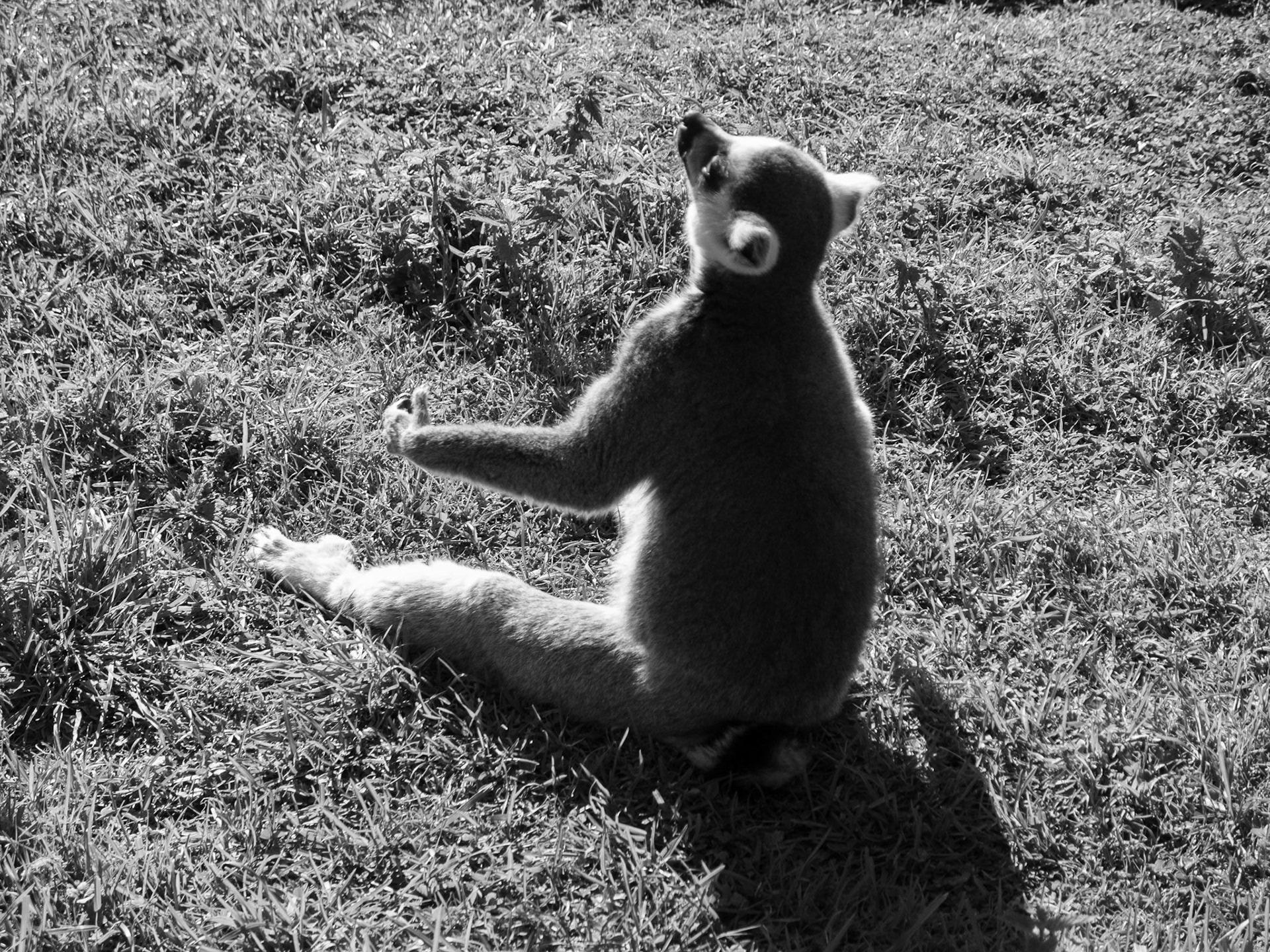 maki kata au parc des félins (ile aux lémuriens)