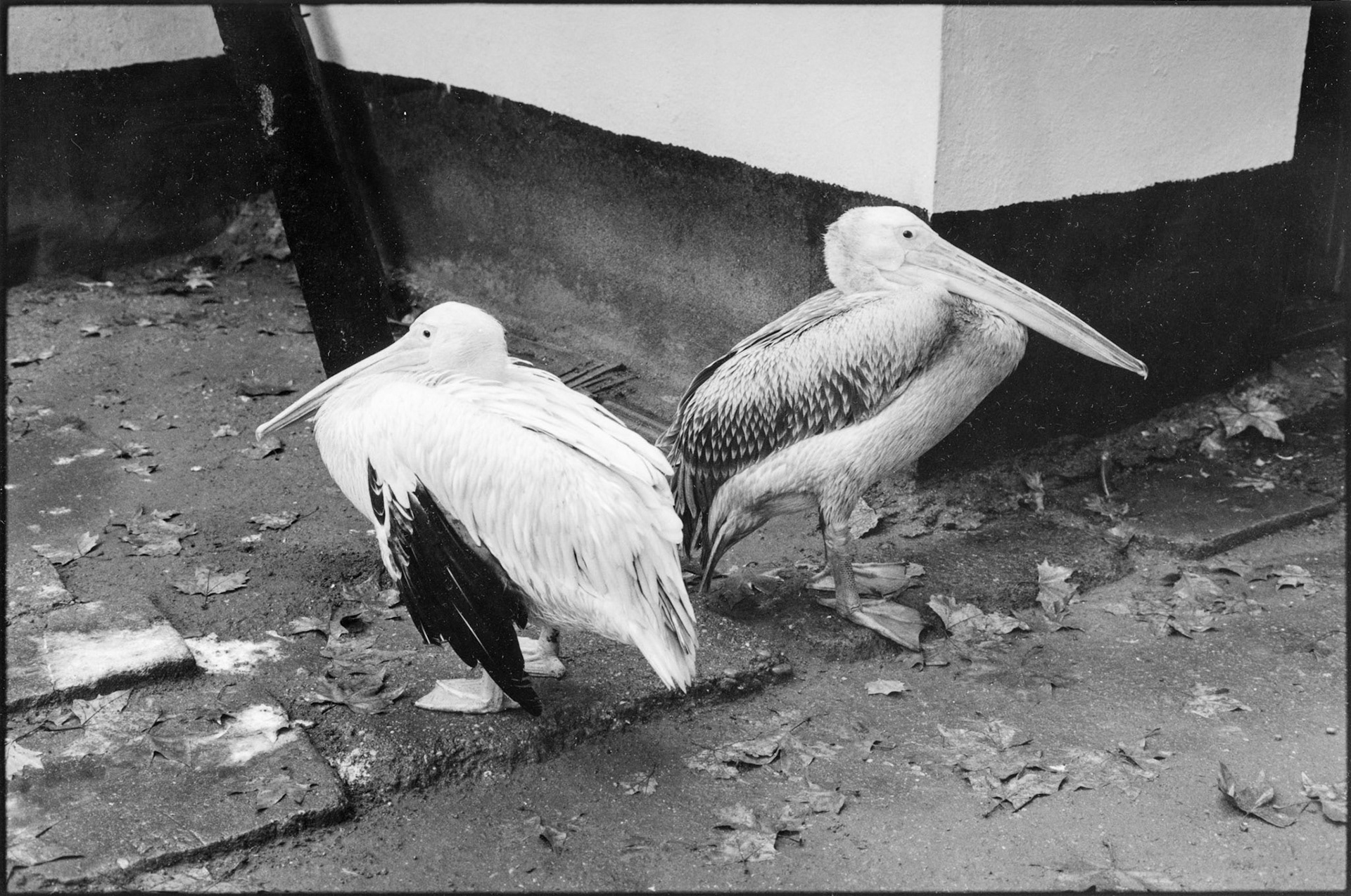 Pélicans