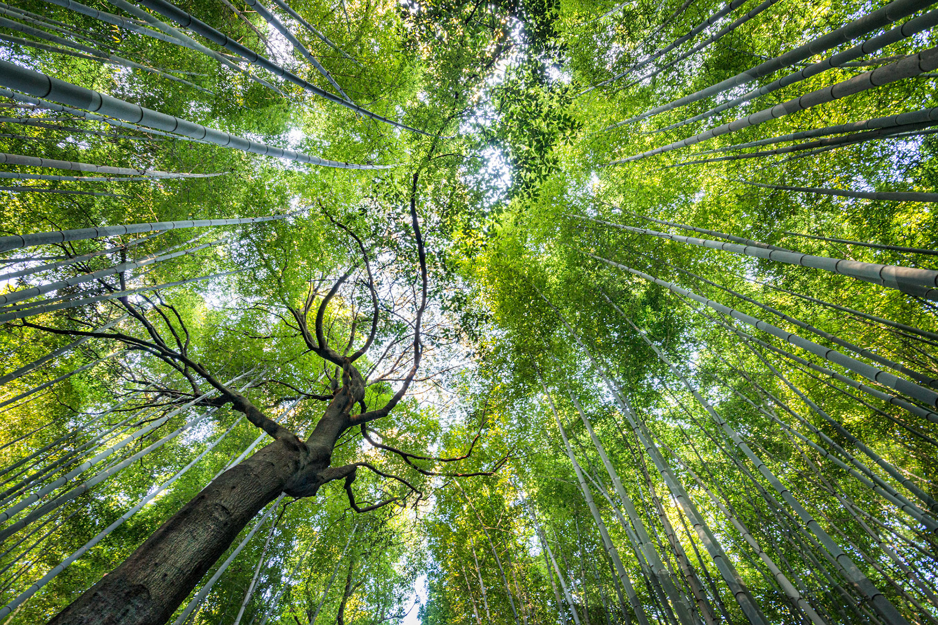 Arashiyama