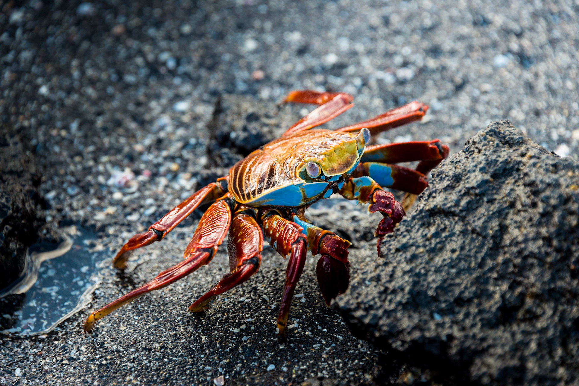 Galapagos