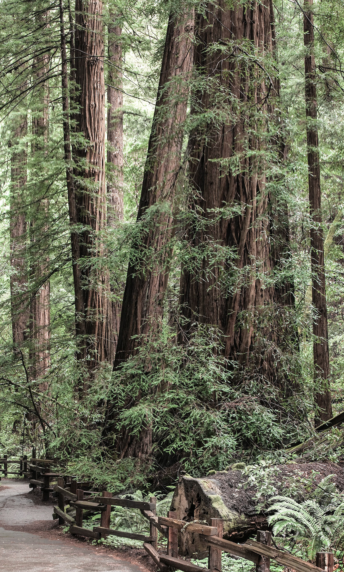 Muir Woods, CA