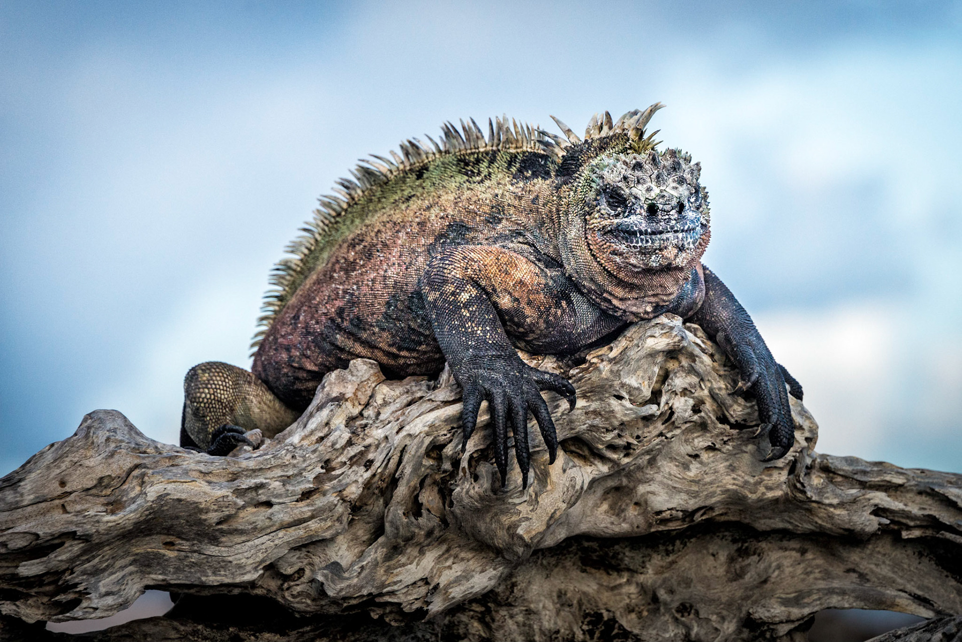Galapagos