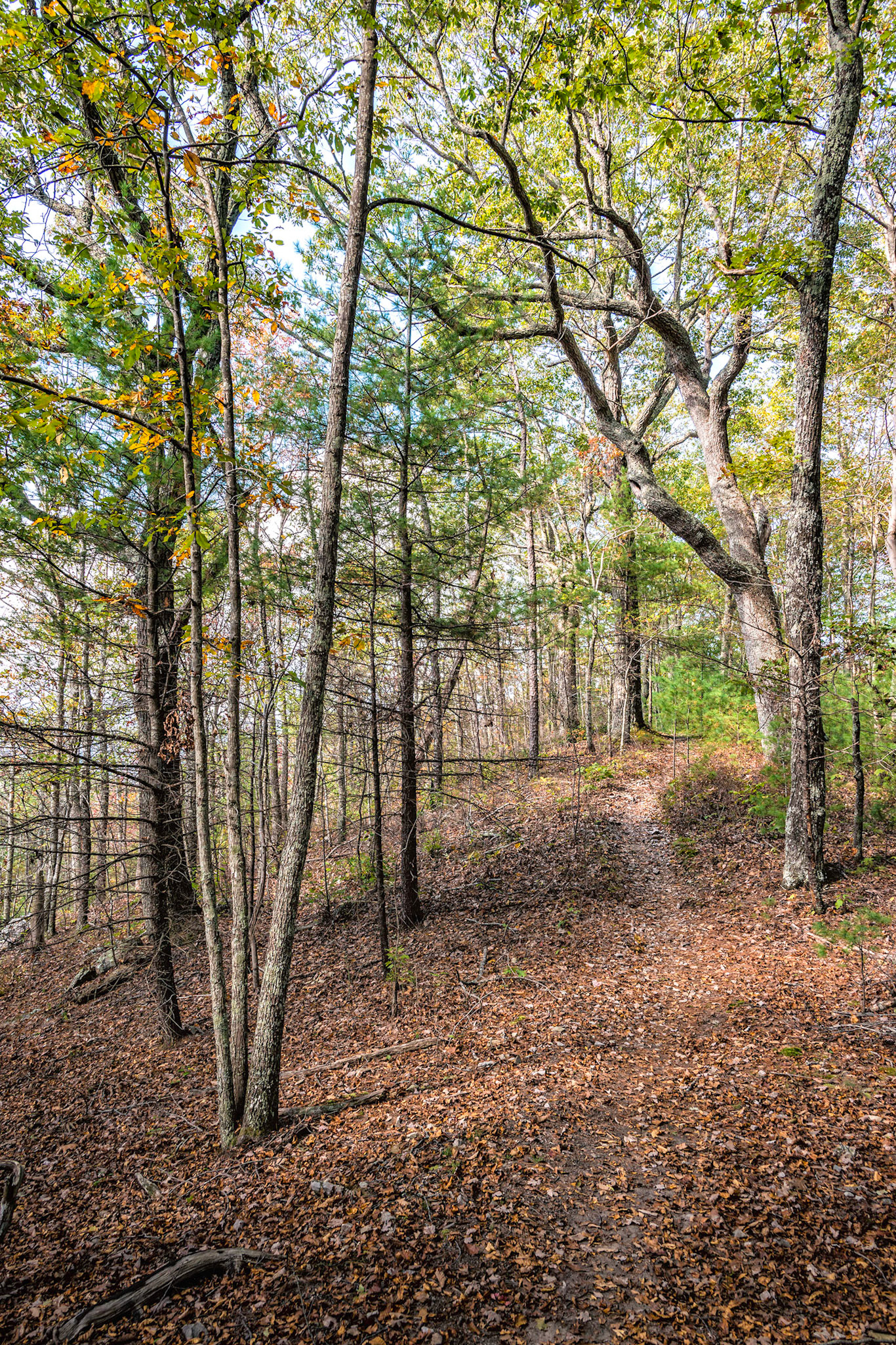 Appalachian Trail, NC