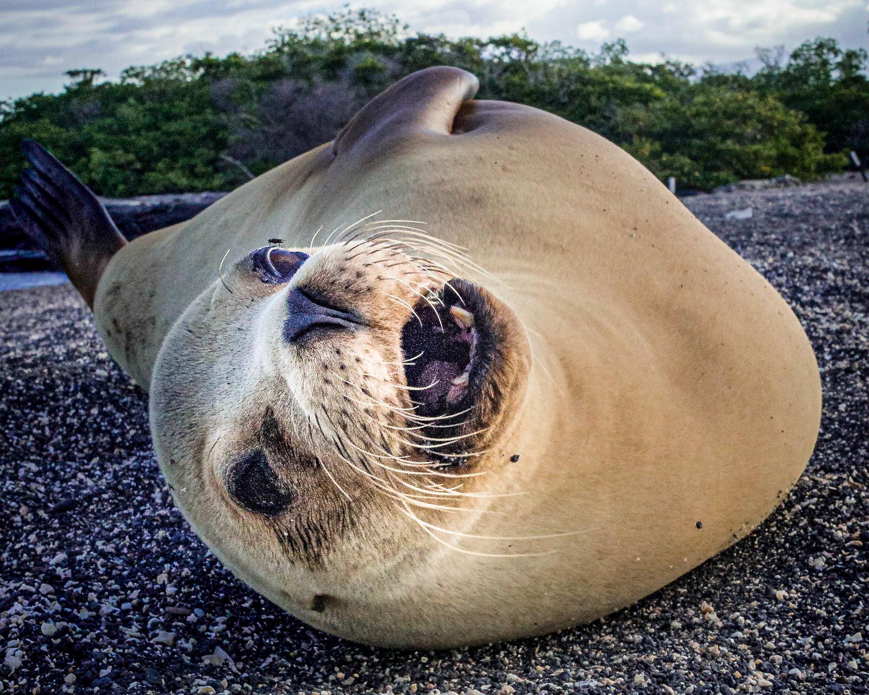 Galapagos