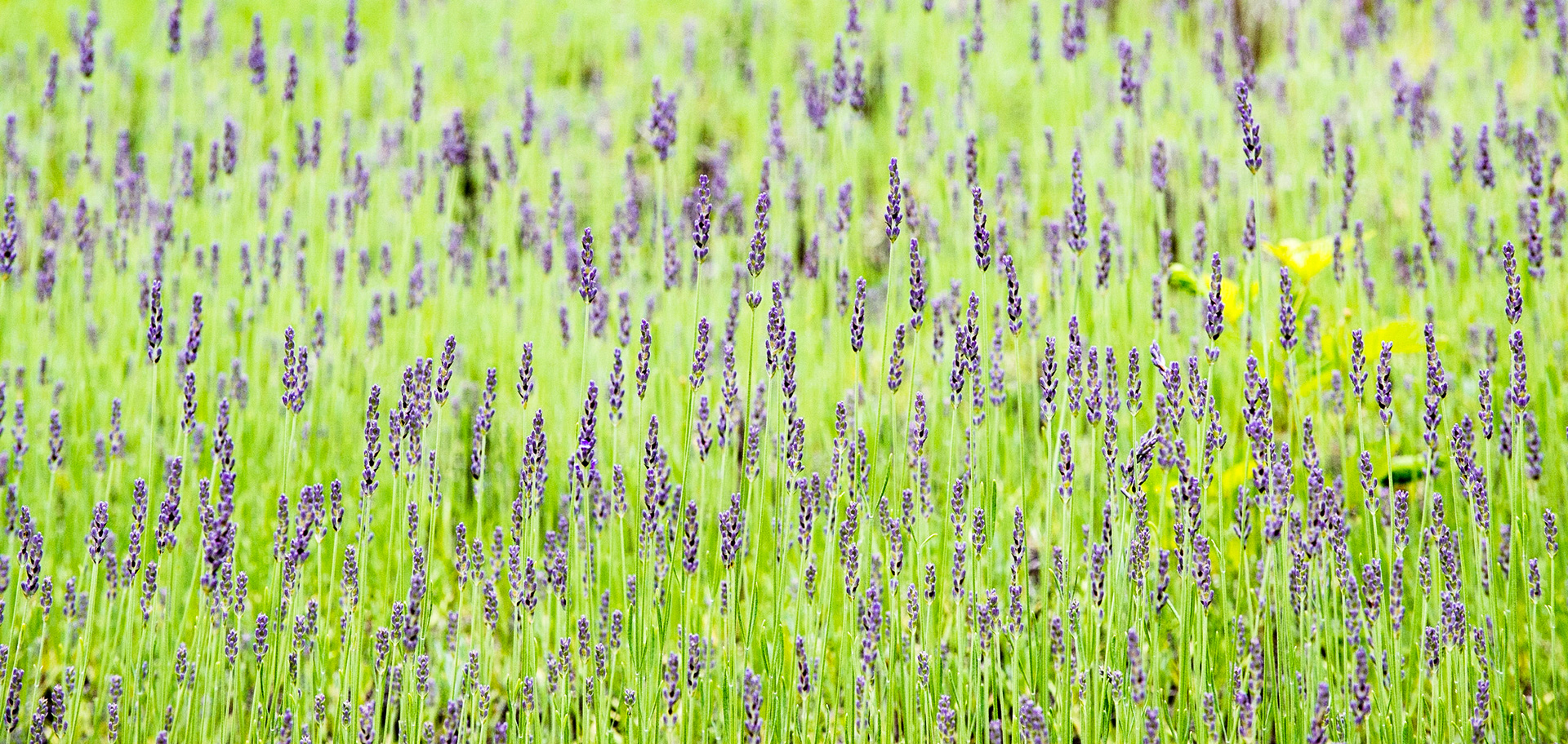 Lavender Farm, Harwich
