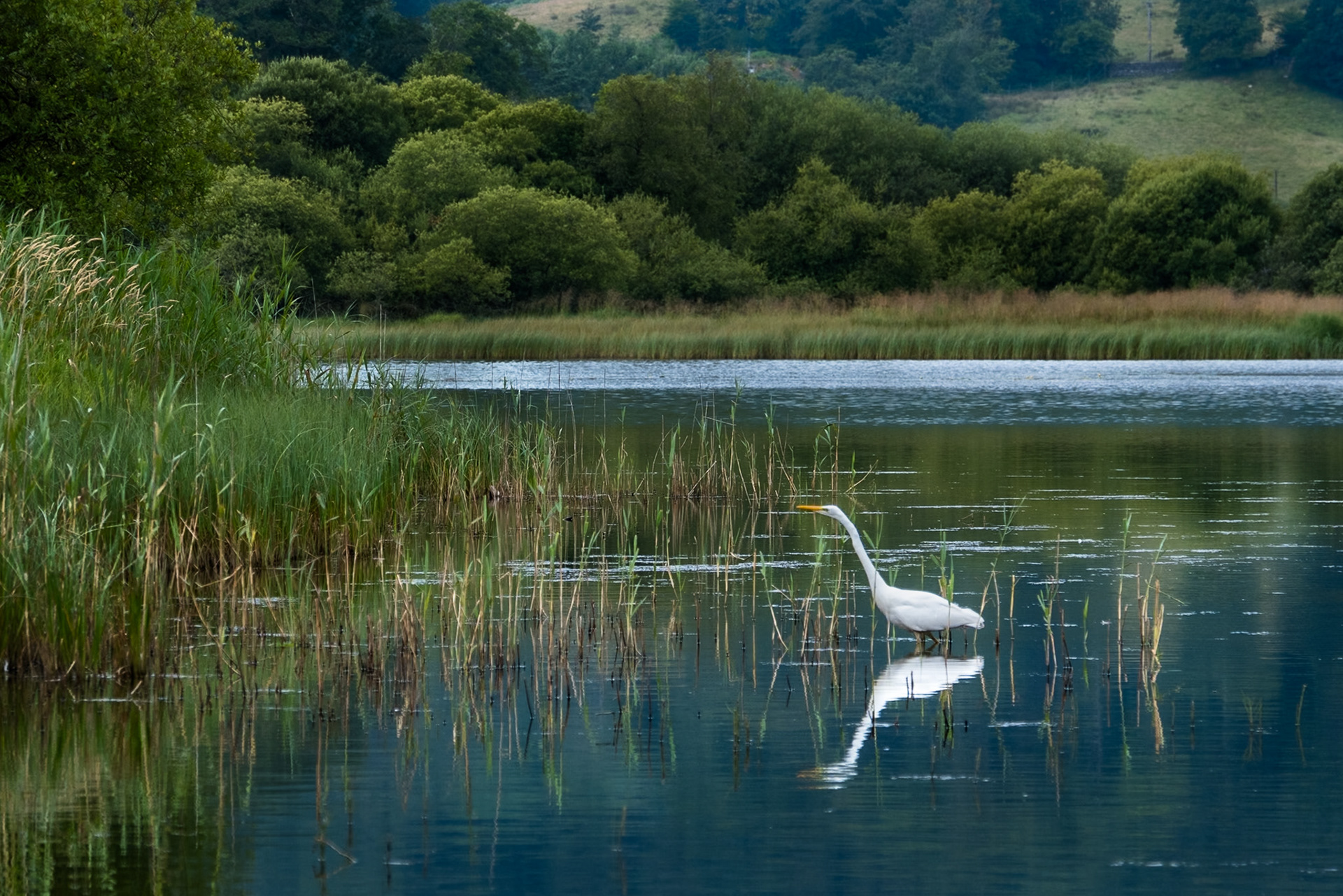 A little egret is seen hunting on a still lake.  The bird is surrounded by reeds and there is a reflection of the bird on the surface of the water.