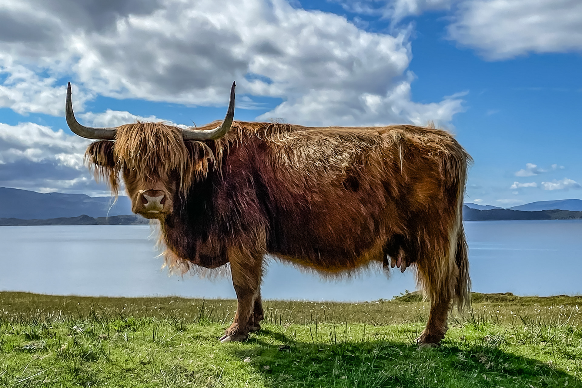 Colour Digital Capture. A Highland Cow stands side on to camera looking directly into the lens, with Inner Sound and the Isle of Raasay as a backdrop.
