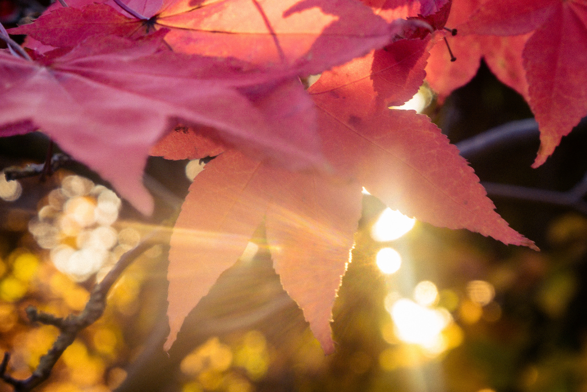 A red Acer Tree leaf back lit by strong sunlight.