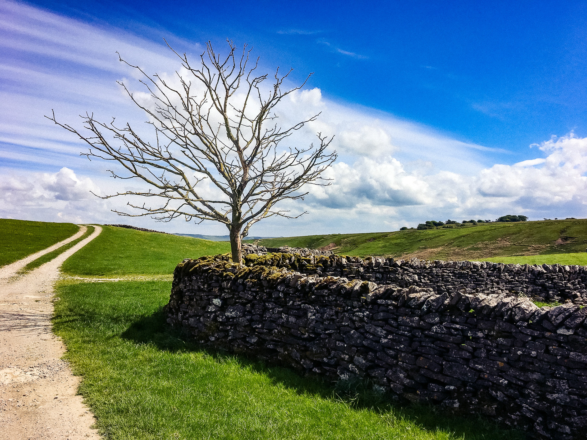 A small leafless tree in the corner of a drystone walled paddock.  A country track leads the eye across a grassy slope towards the bright blue sky and white clouds.