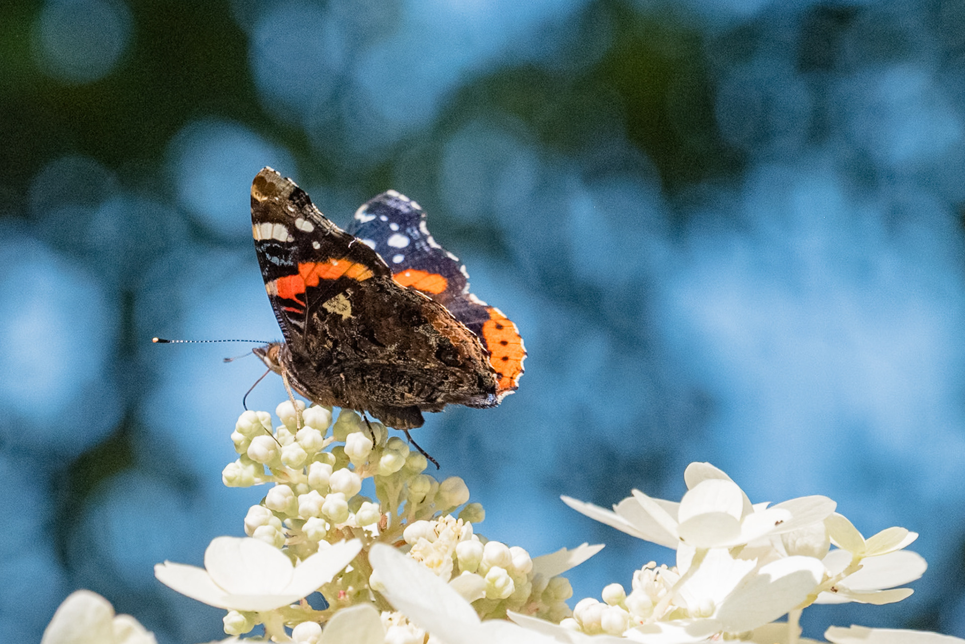 Detailed colour photograph of a colourful butterfly feeding on small white flowers. The background consist of creamy blue and green bokeh.