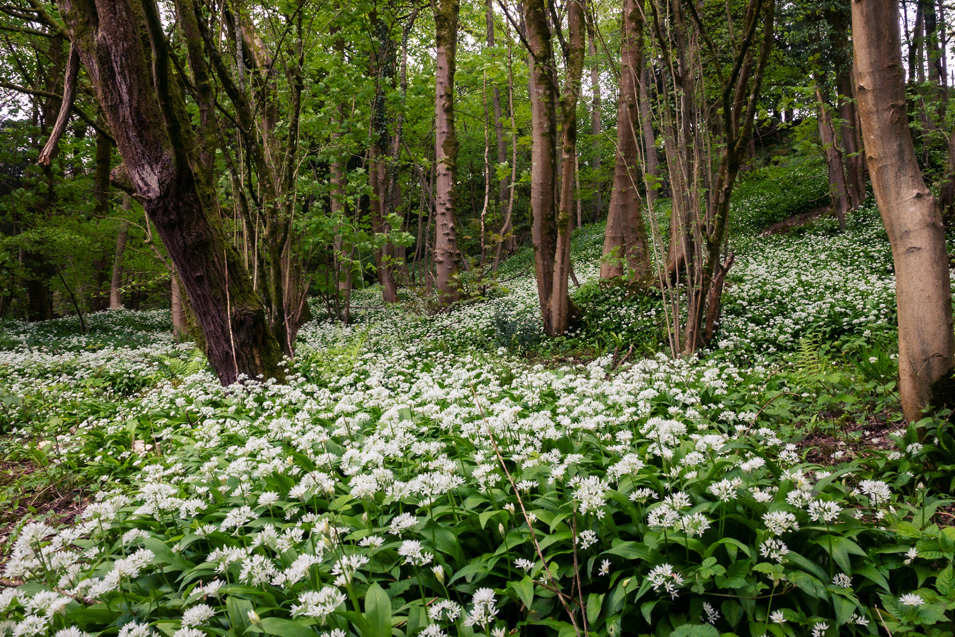 A dense carpet of wild garlic in full flower in a woodland clearing. The white flower heads stretch across the entire forest floor.