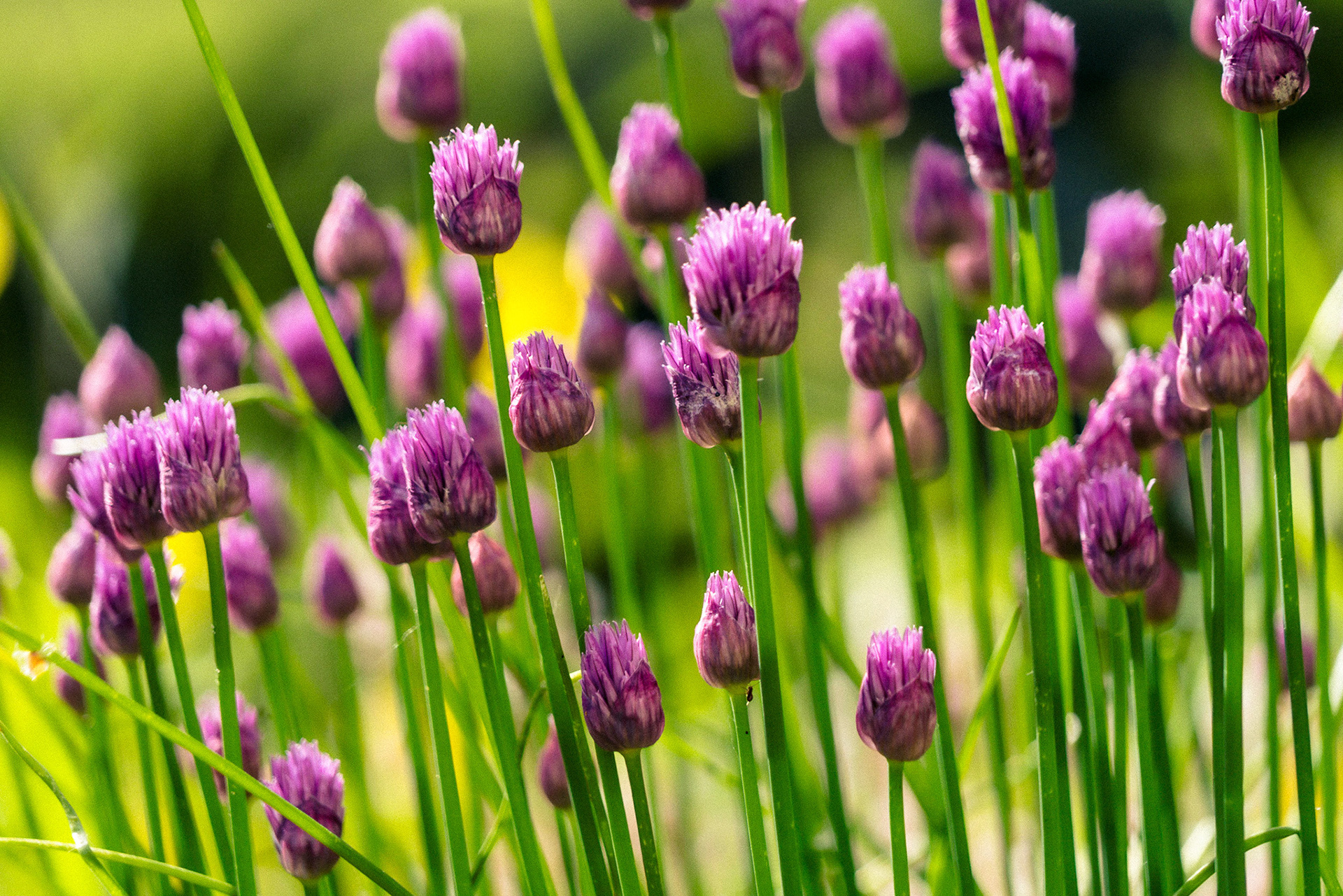 A detailed shot of flowering Chive stems.  The stems are bright green topped with purple flowers. They are set against a blurred green vegetation background.