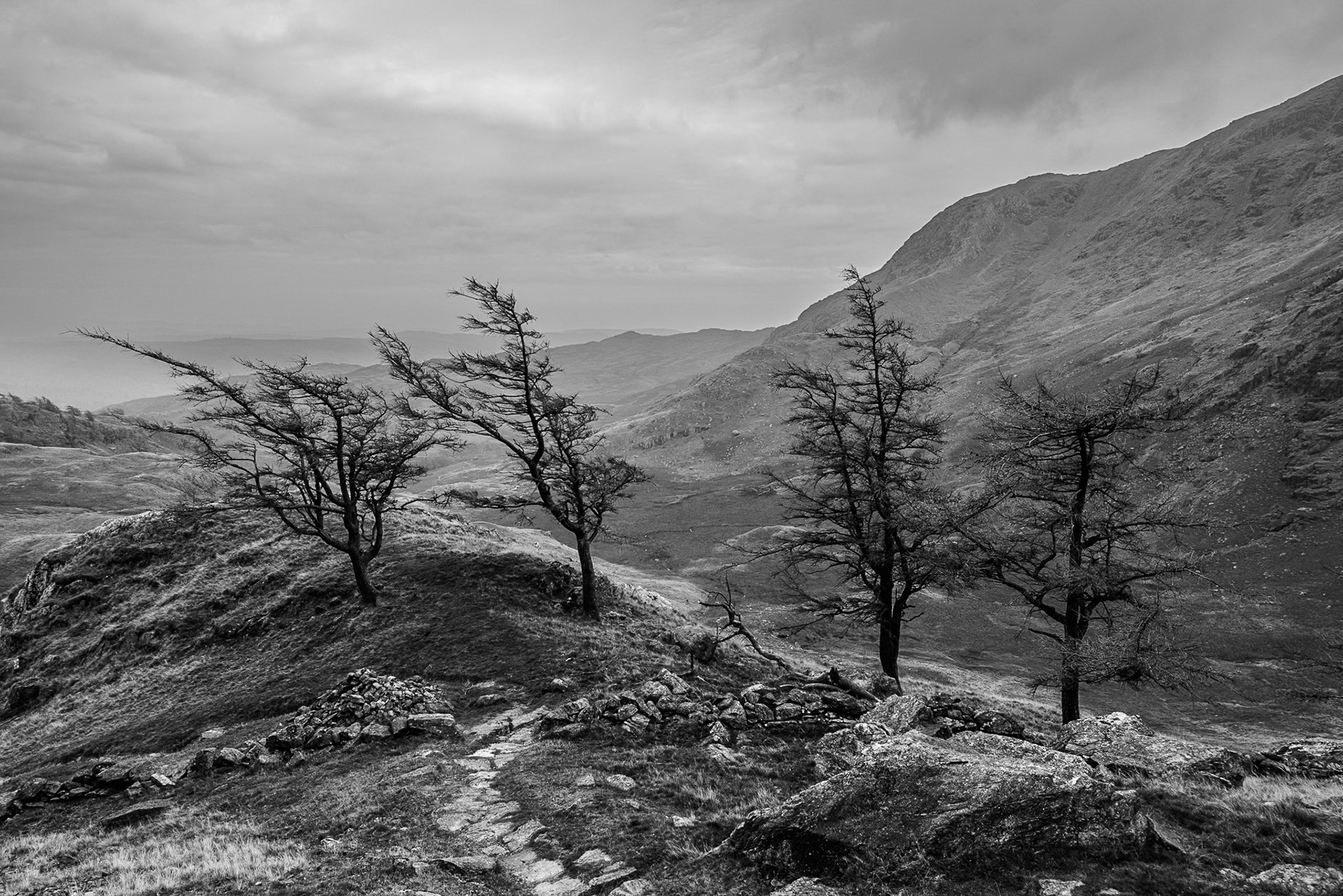 Four weathered trees equally spaced along a rocky outcrop in the Derwent Fells range.