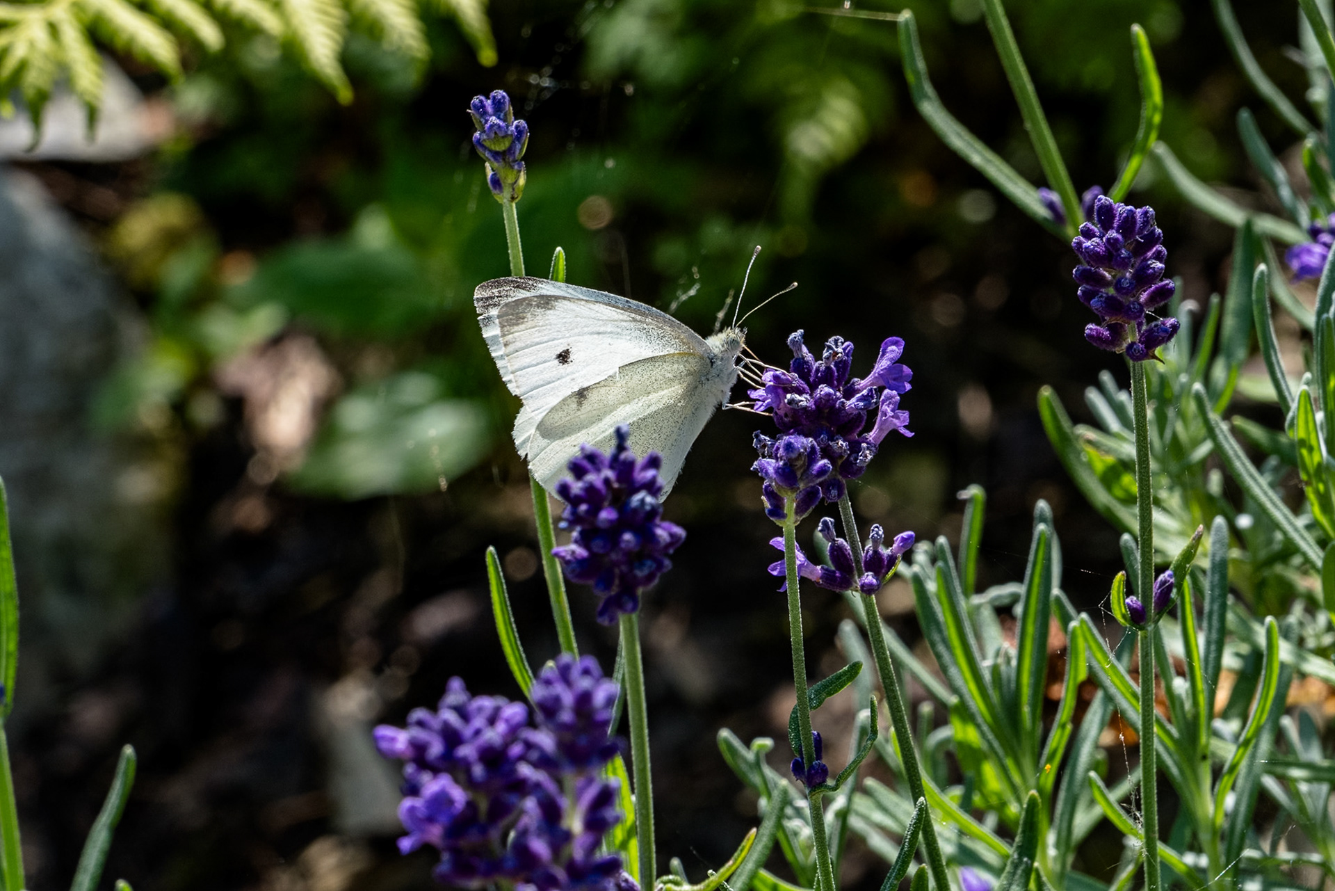 Detailed digital capture of a common Cabbage White Butterfly feeding on tiny lavender flowers.