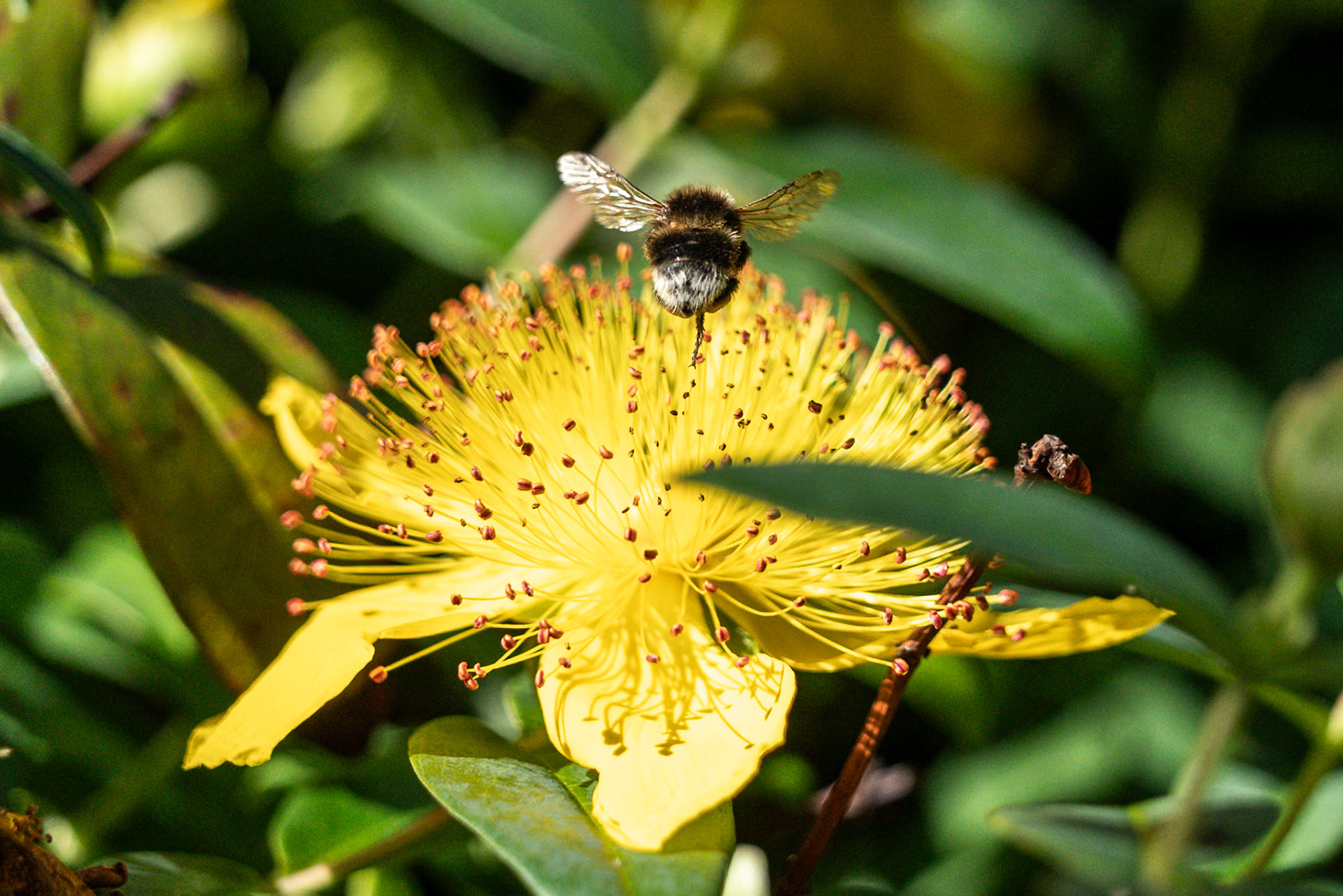 A small bee is hovering above a yellow flower, the very quick shutter speed has frozen the movement of the bees wings, which can be seen in fine detail.  Digital capture.