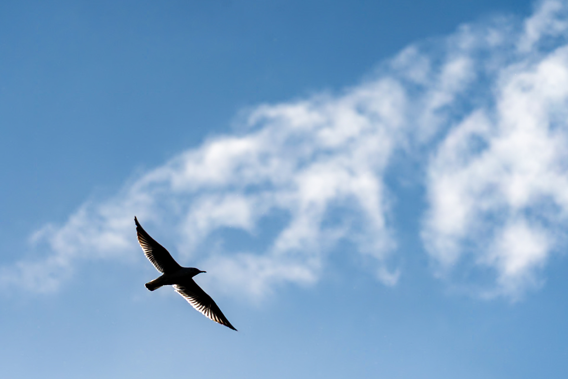 The silhouette of a soaring gull with outstretched wings flying across a blue sky with light clouds.  The bird is back lit emphasising the flight feathers.