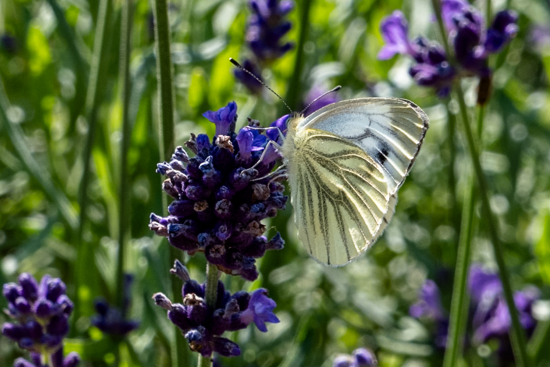Highly detailed digital capture of a white butterfly feeding on lavender flowers. Viens and markings on the wings are clearly visible.