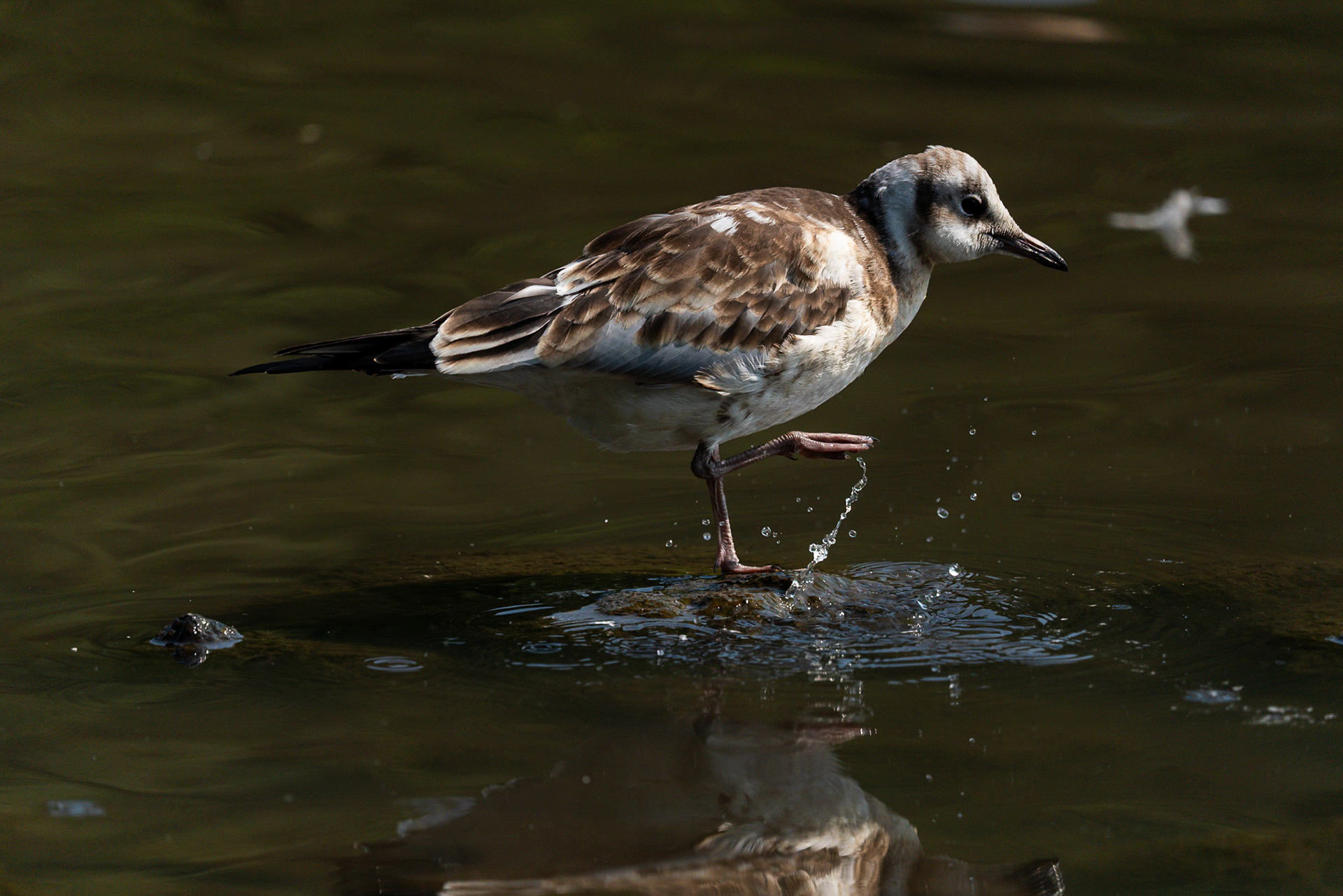 A young common gull standing on a tiny rock in a green stream.  The bird is tapping the surface of the water with one of its feet creating splashes, which a fast shutter speed has frozen.