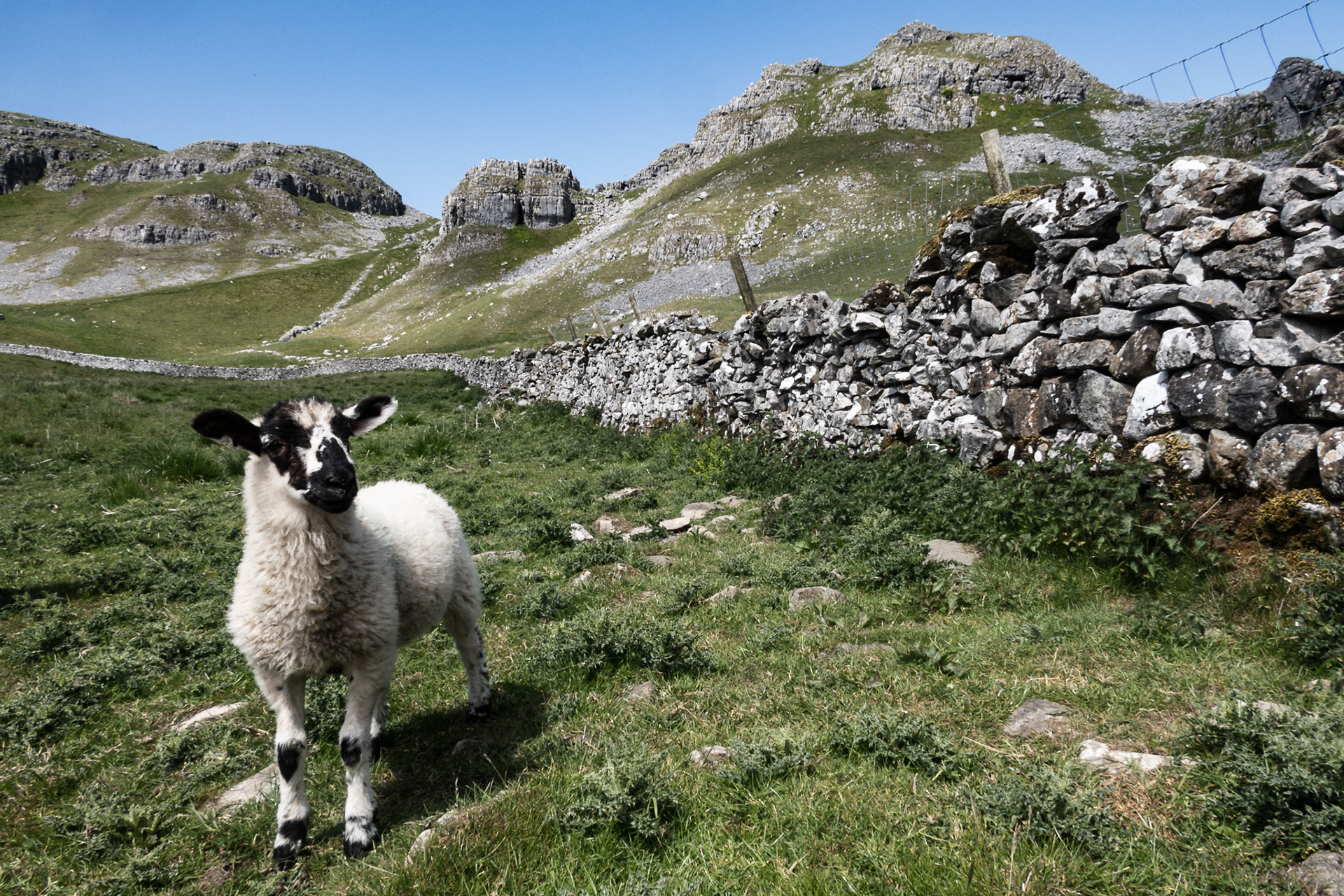 A colour digital capture of a lamb with black facial markings stood in a rugged Yorkshire Dales landscape featuring high cliffs and a drystone wall.