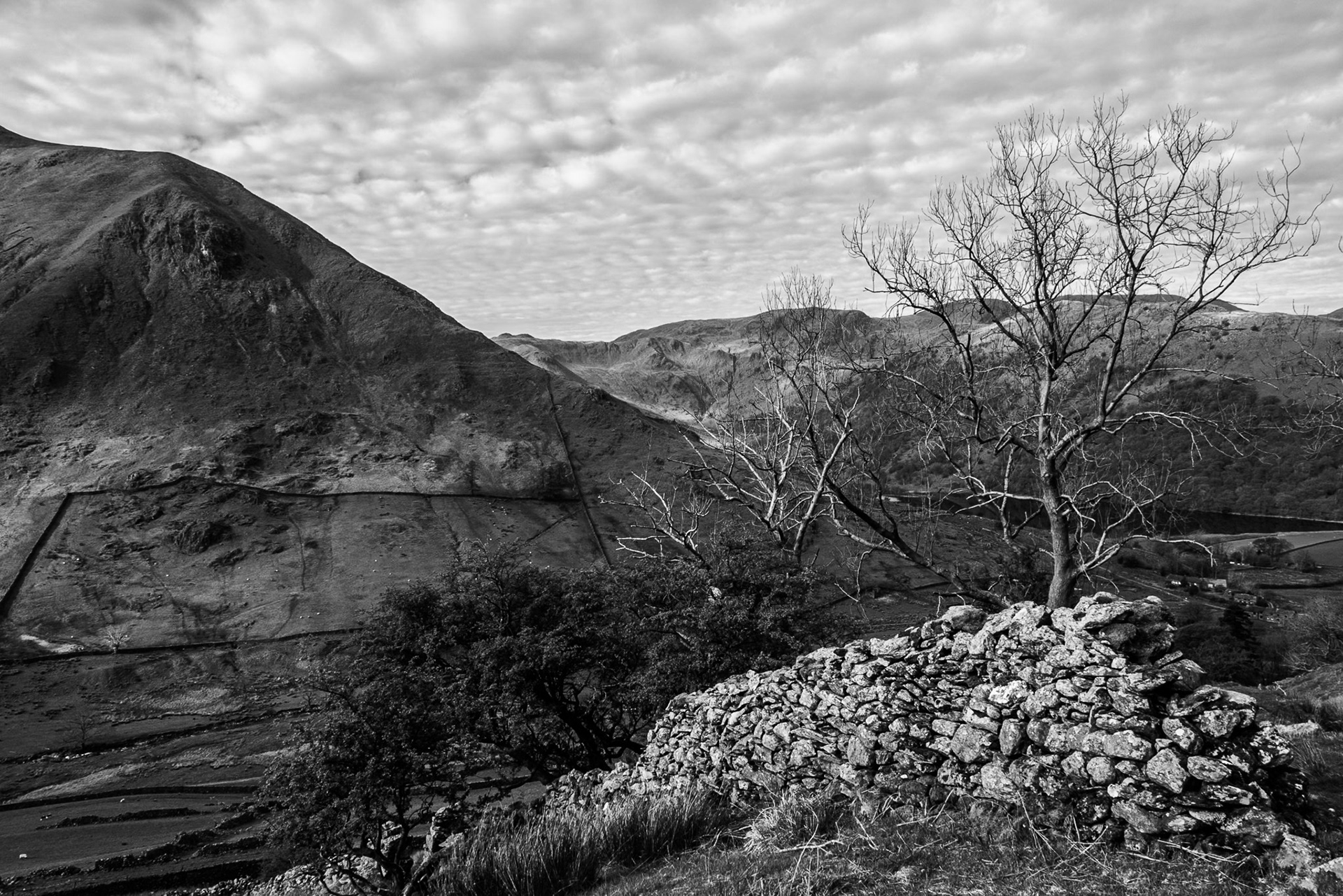 Below a summer sky, a bare tree and drystone wall can be seen against a backdrop of  Hartsop Fell in Patterdale.