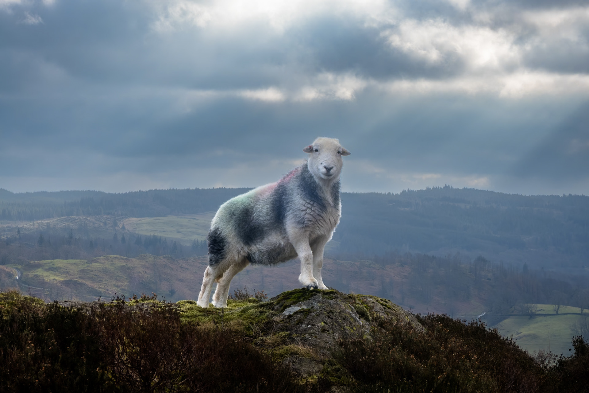 An adult Herdwick Sheep stands on a rocky outcrop looking straight at the camera. Behind her, beams of sunlight filter through a cloudy sky.